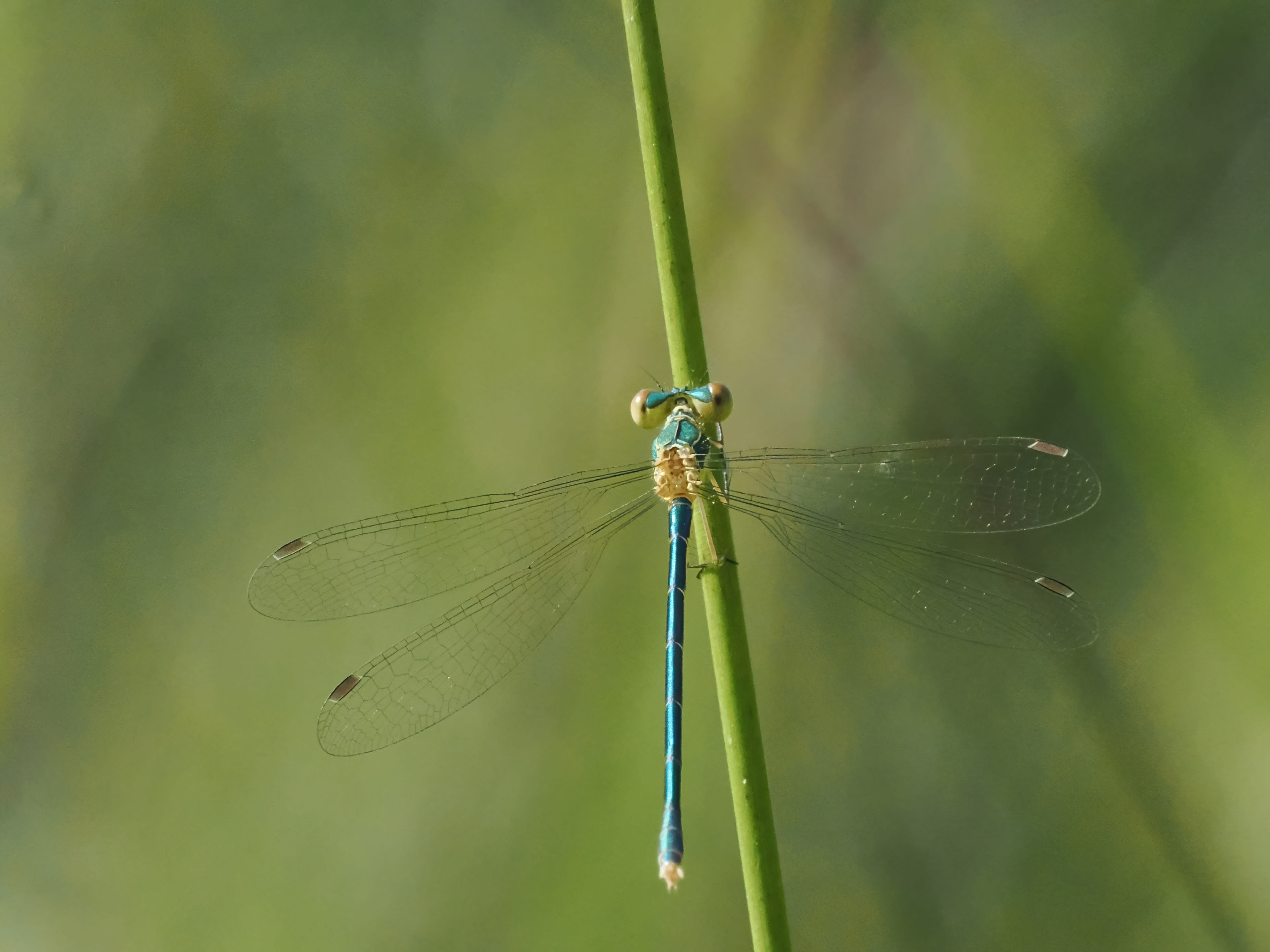 Image from Lestes virens album