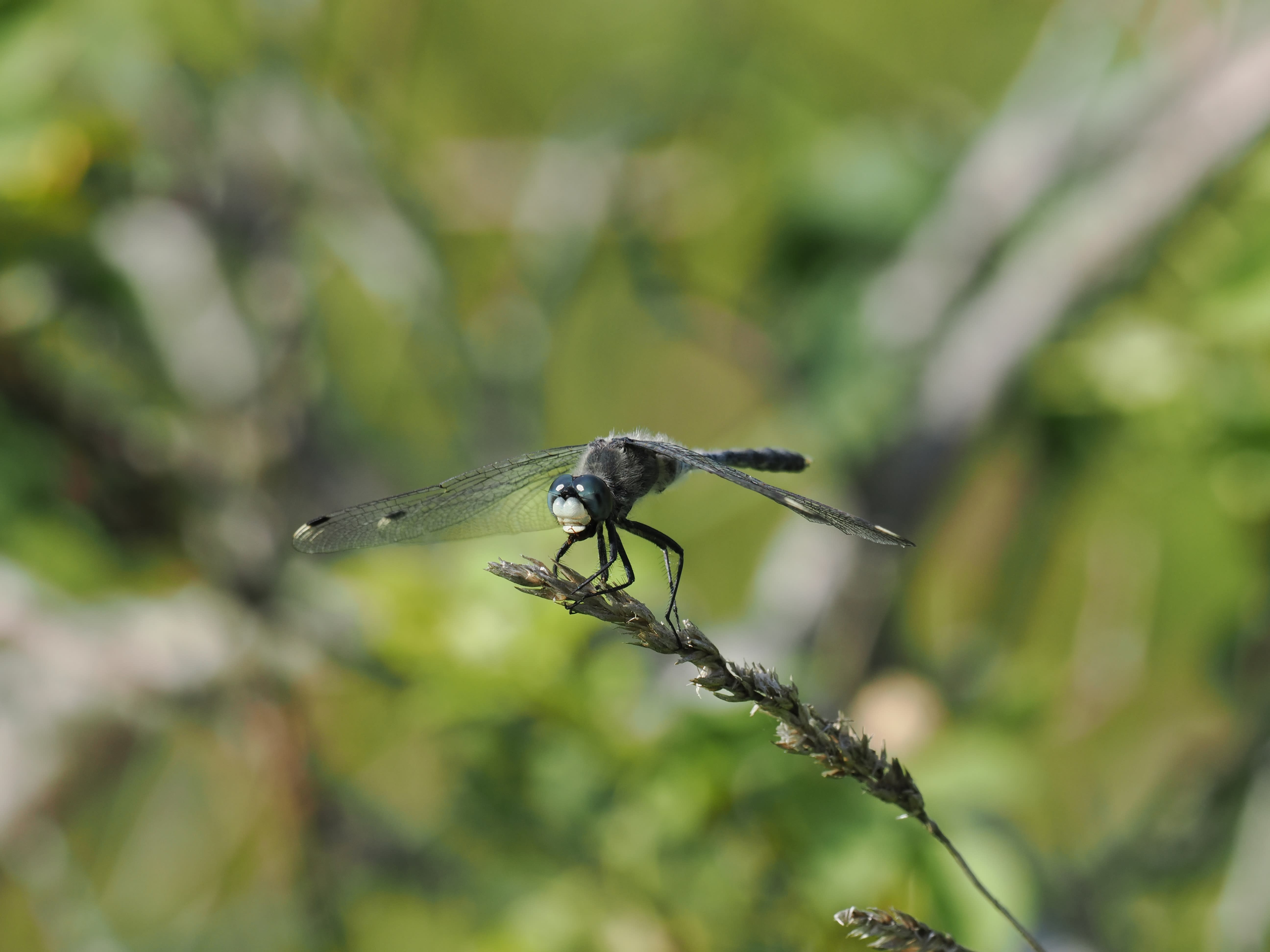 Leucorrhinia albifrons — Dark whiteface. Järvafältet, Uppland, Sweden. 2026.