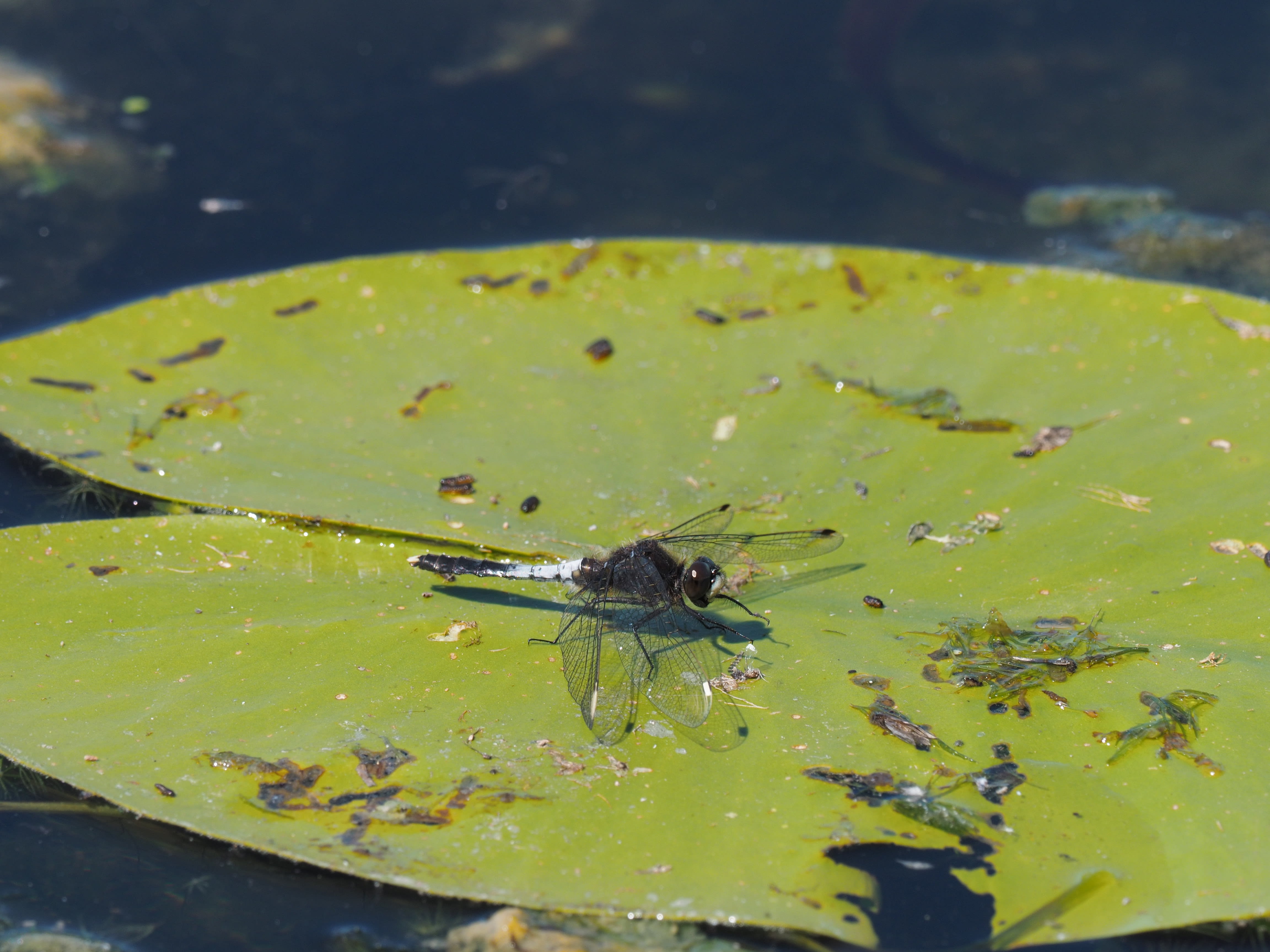 Image from Leucorrhinia caudalis album