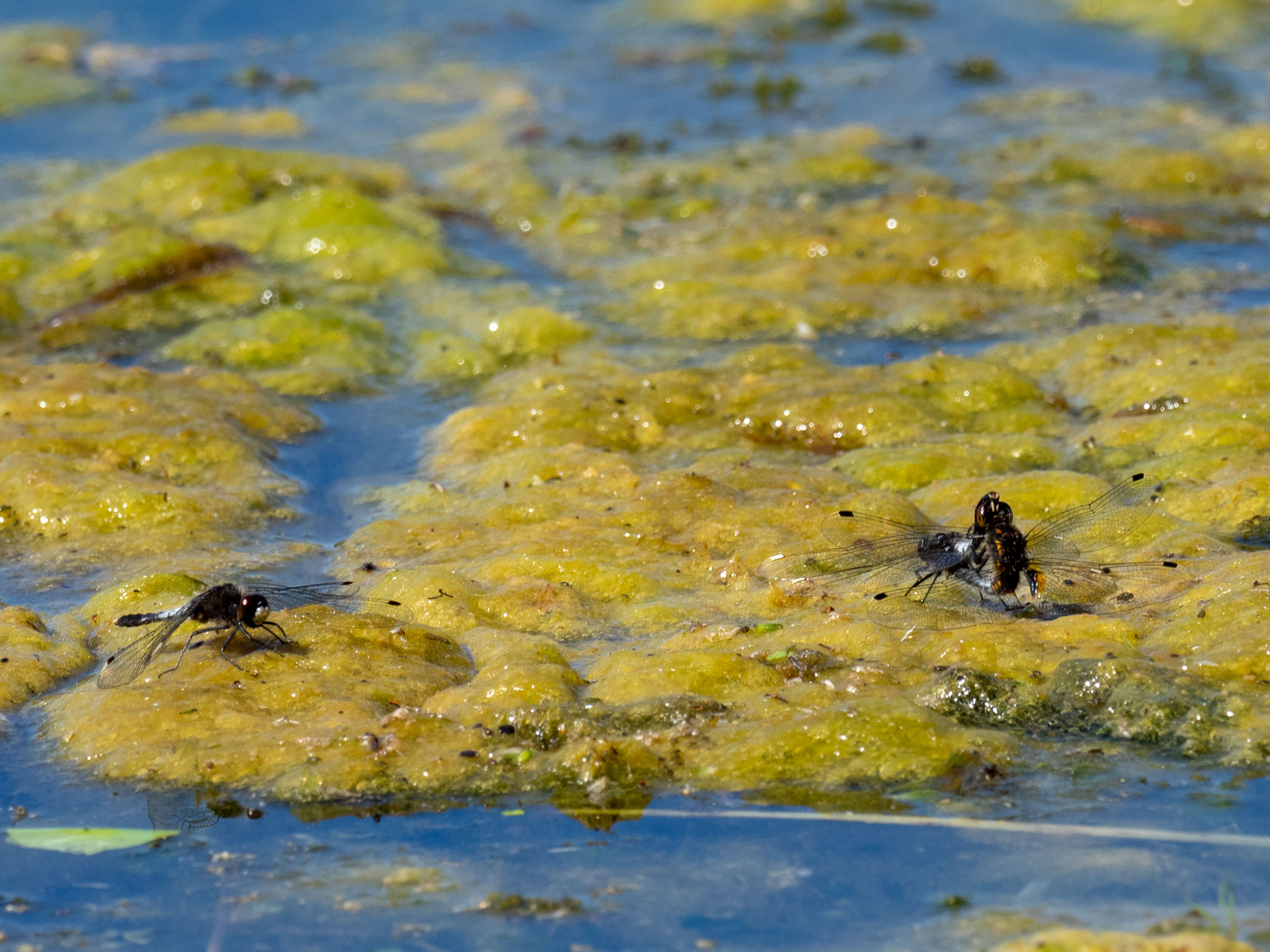 Image from Leucorrhinia caudalis album