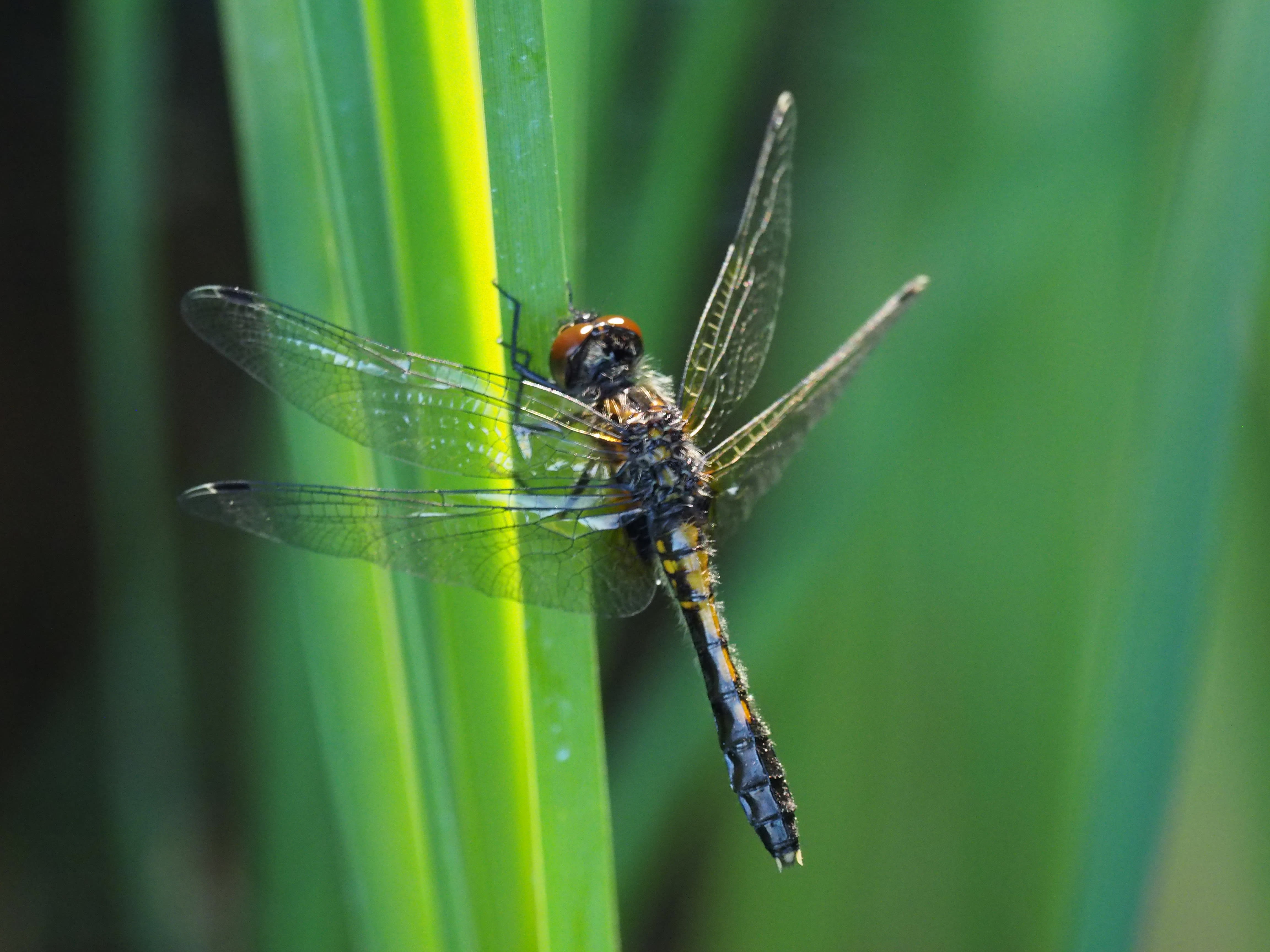 Image from Leucorrhinia caudalis album