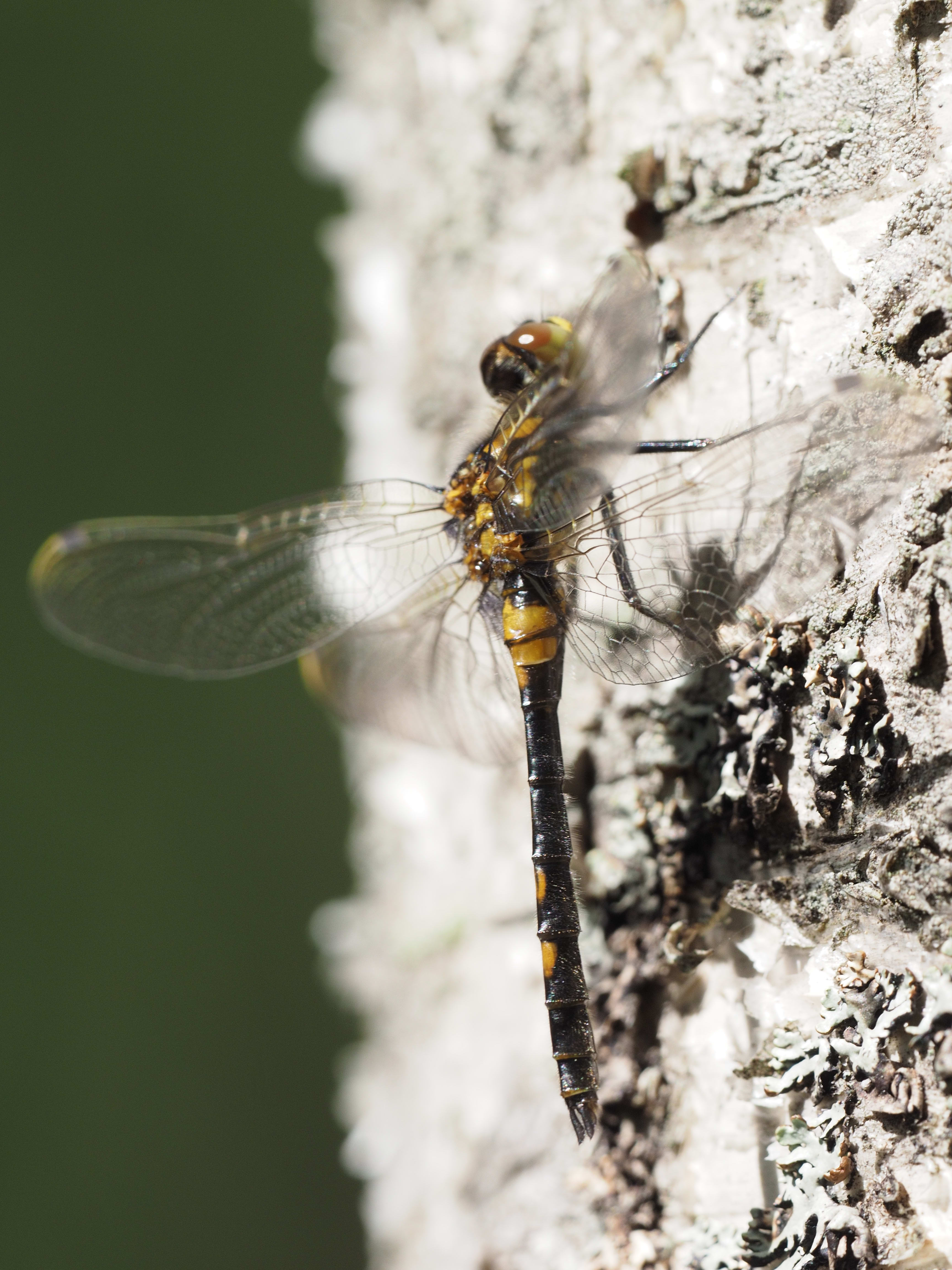 Image from Leucorrhinia dubia album
