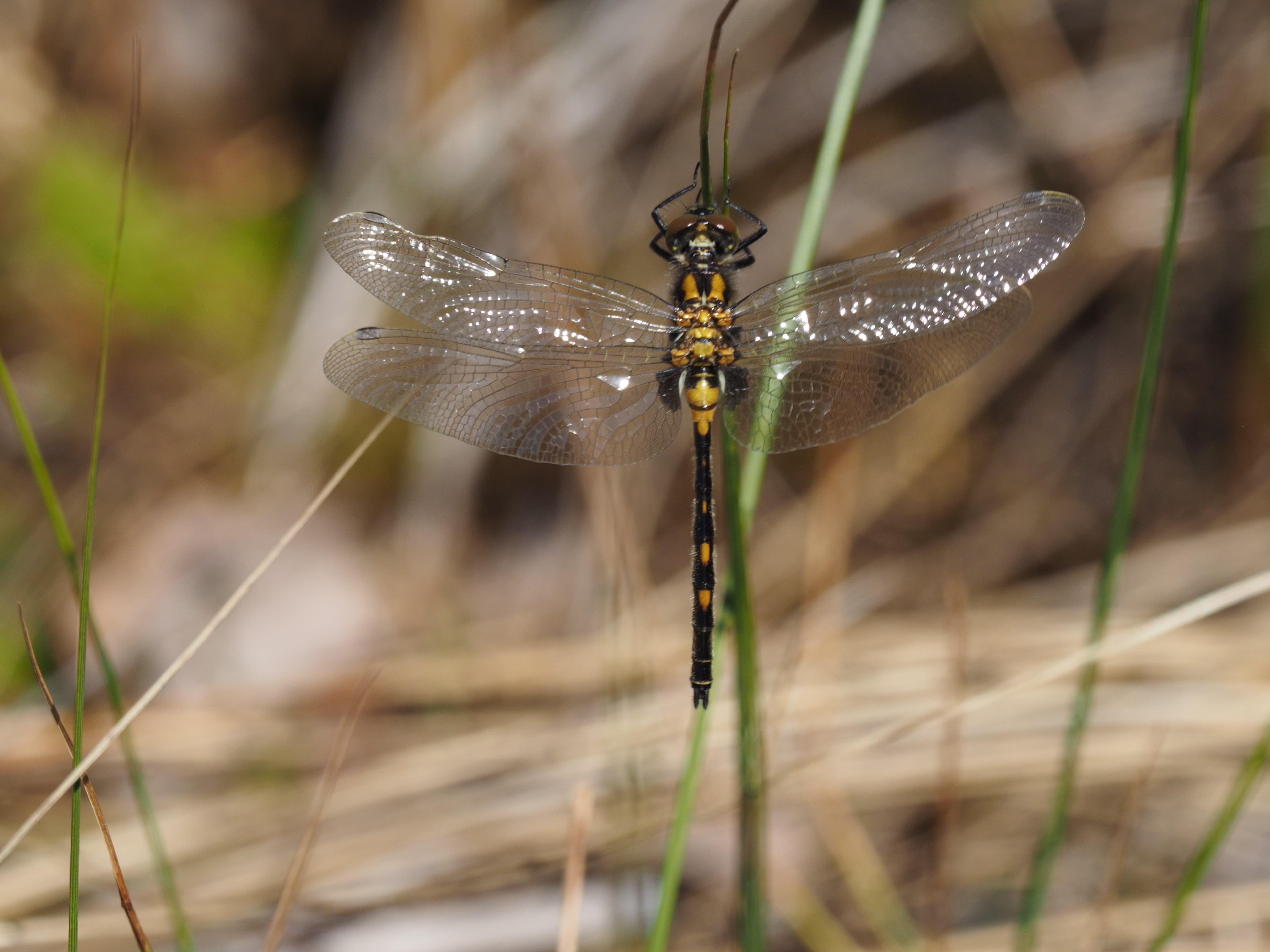 Image from Leucorrhinia dubia album