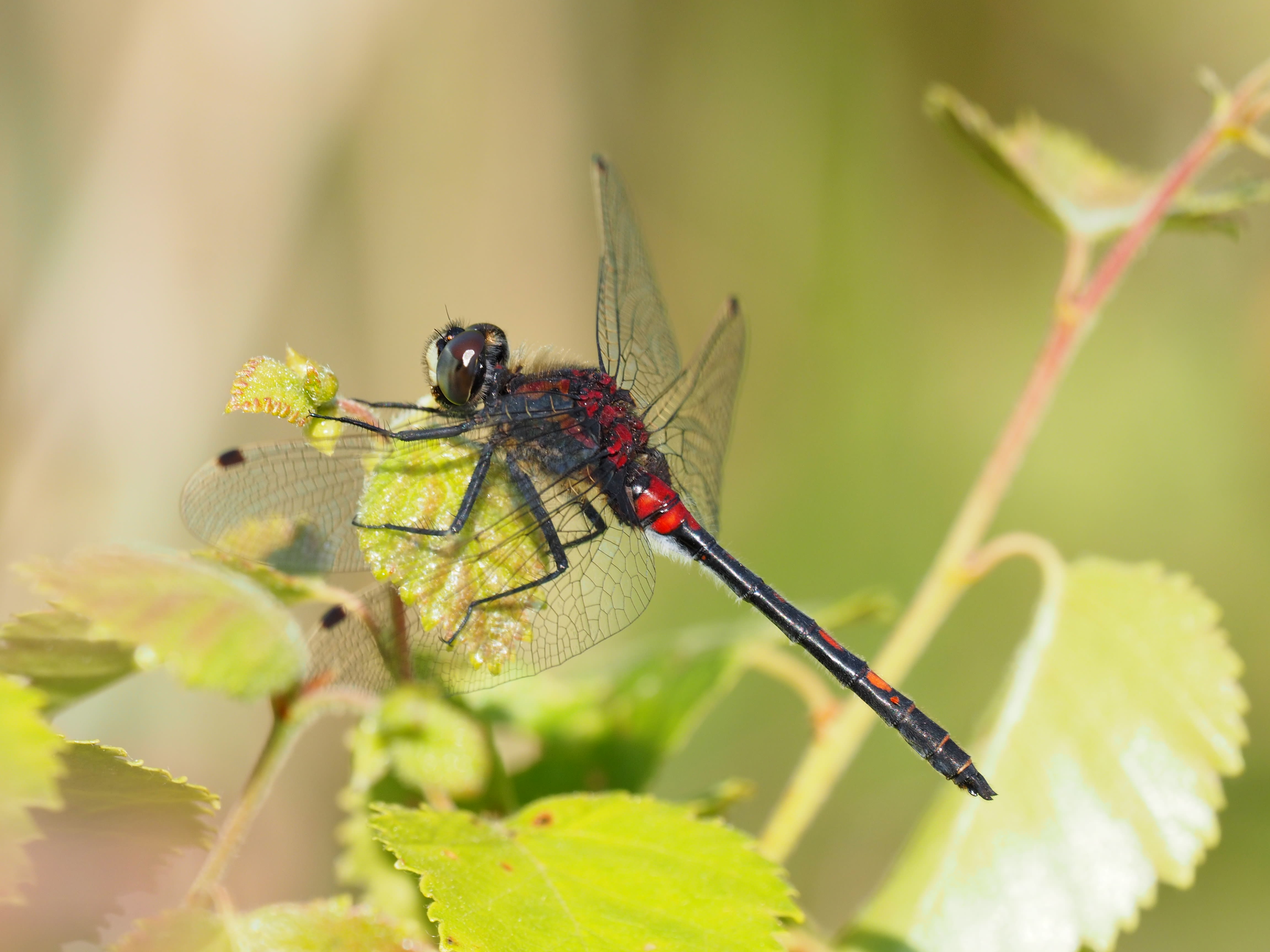 Image from Leucorrhinia dubia album