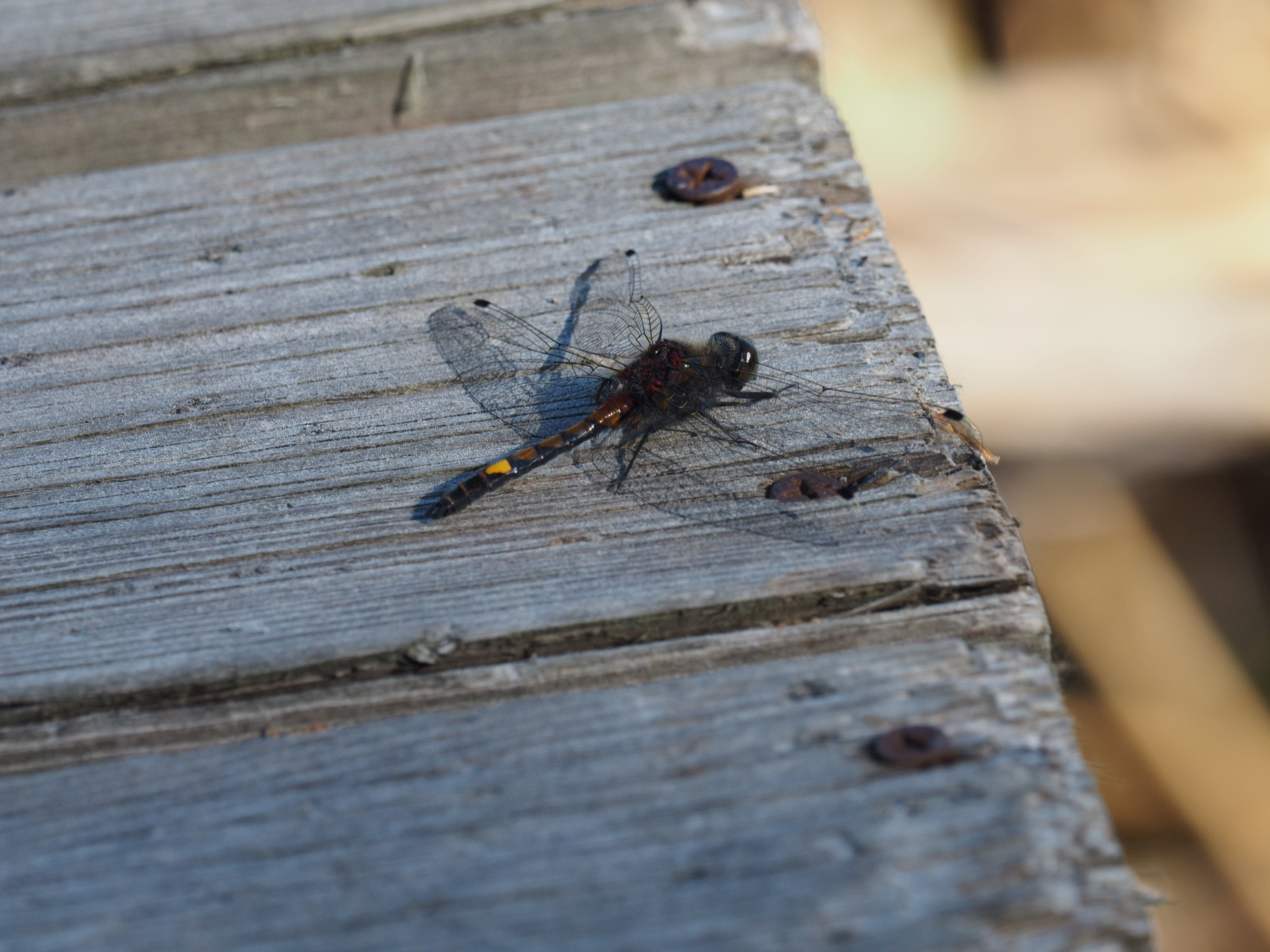 Image from Leucorrhinia pectoralis album
