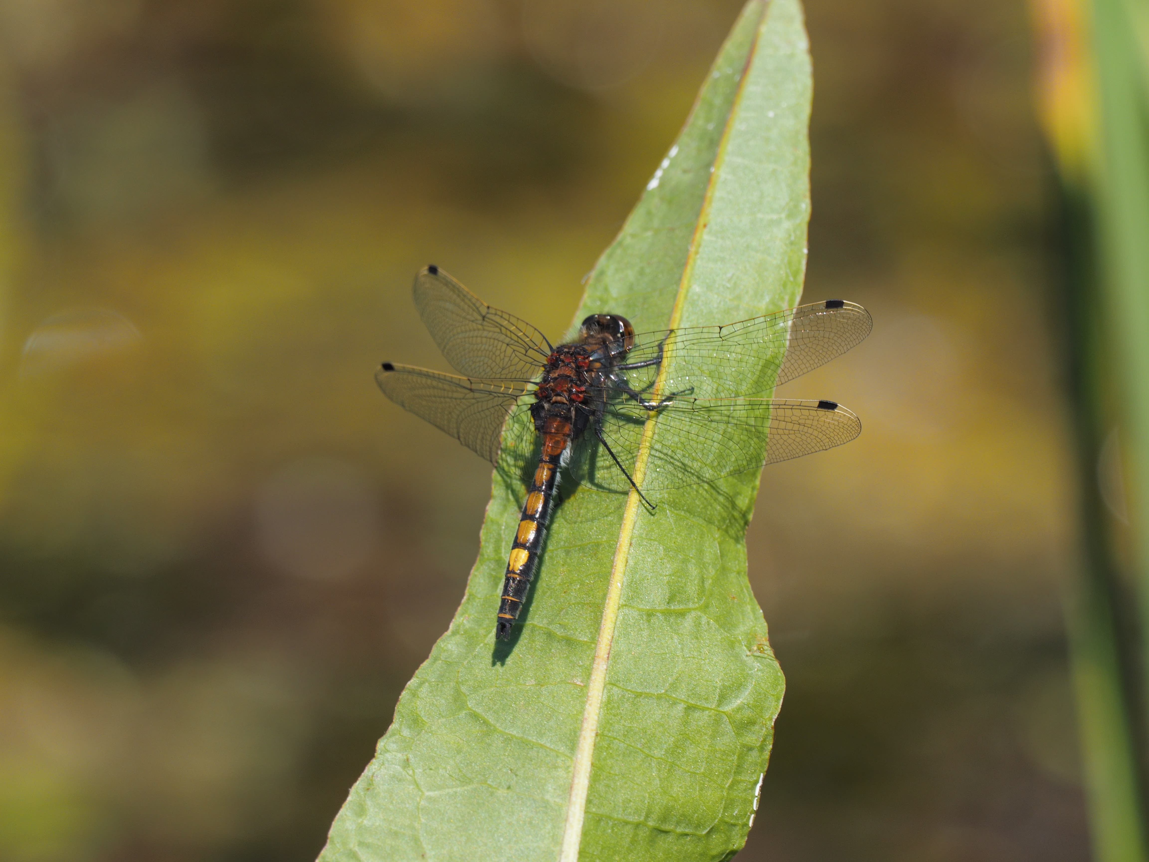 Image from Leucorrhinia pectoralis album