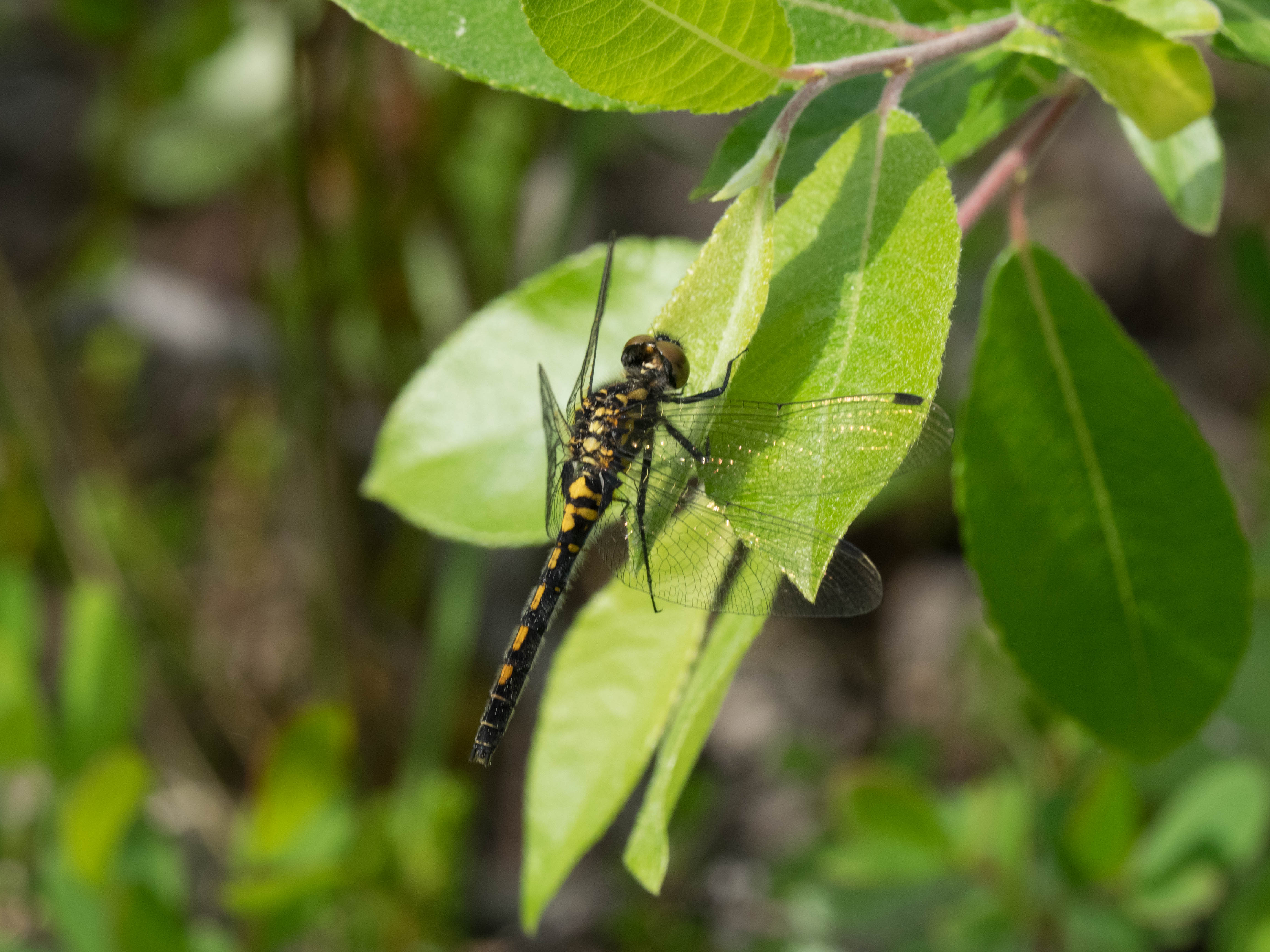 Image from Leucorrhinia rubicunda album