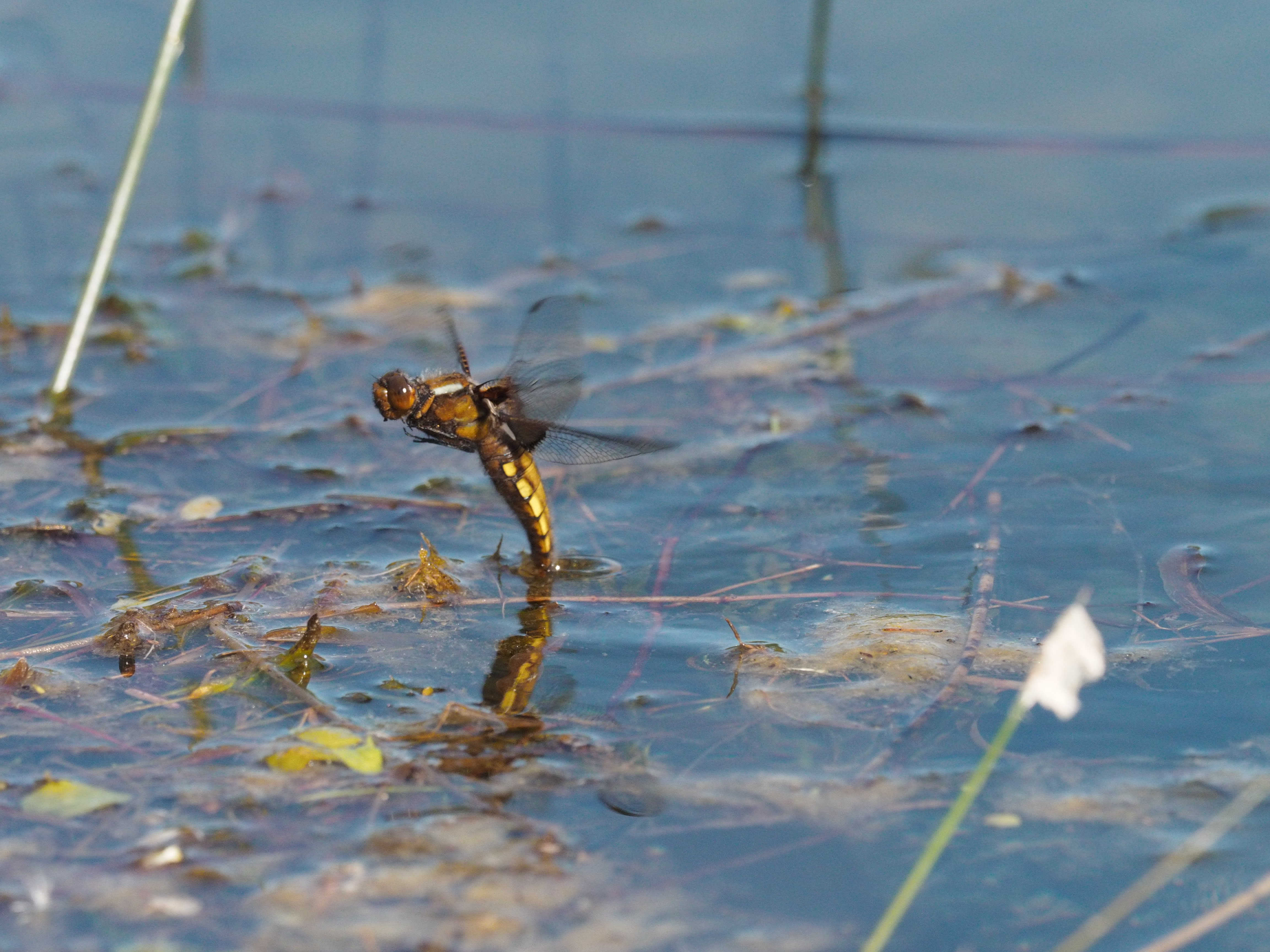Image from Libellula depressa album