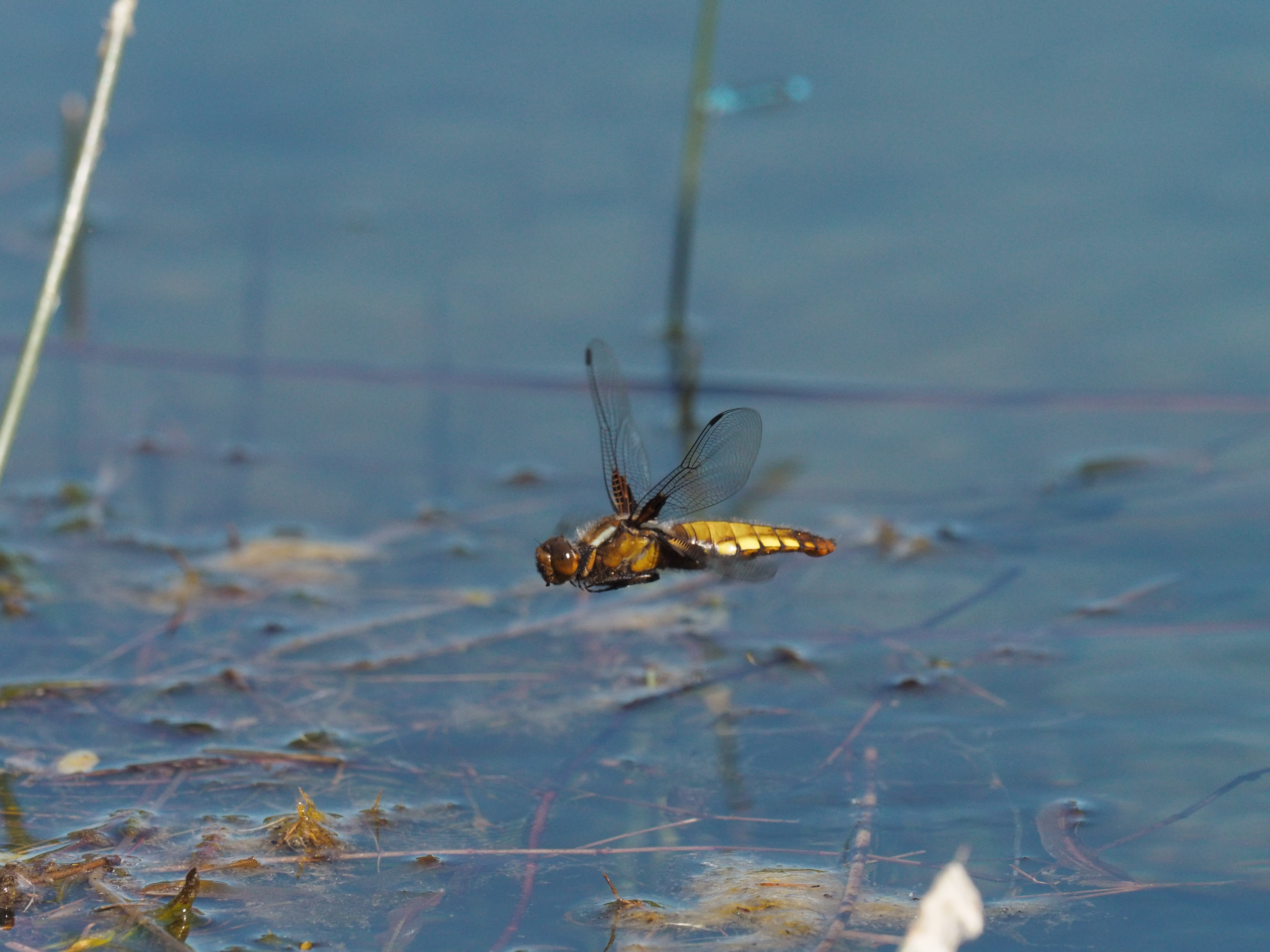 Image from Libellula depressa album