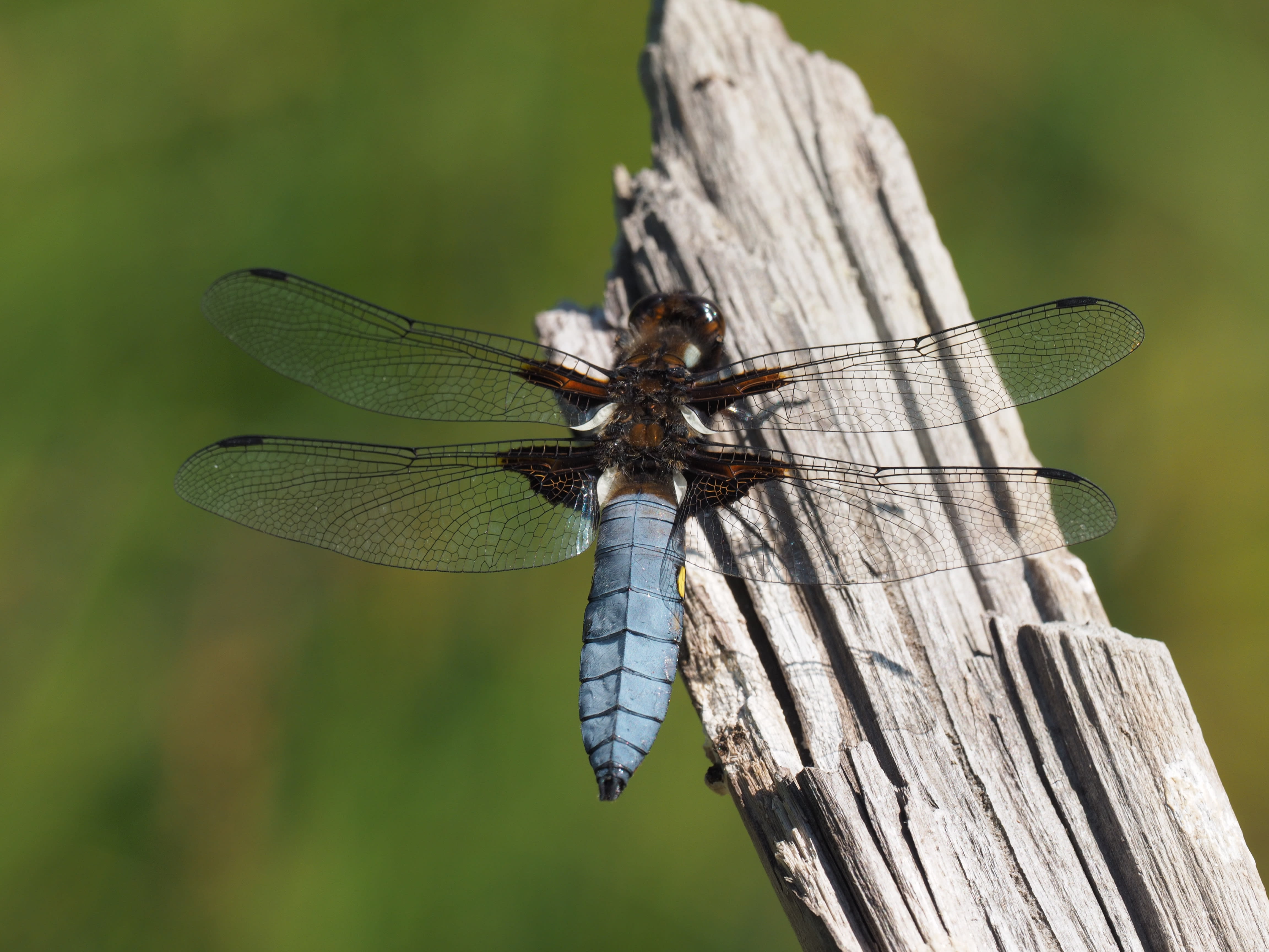 Image from Libellula depressa album