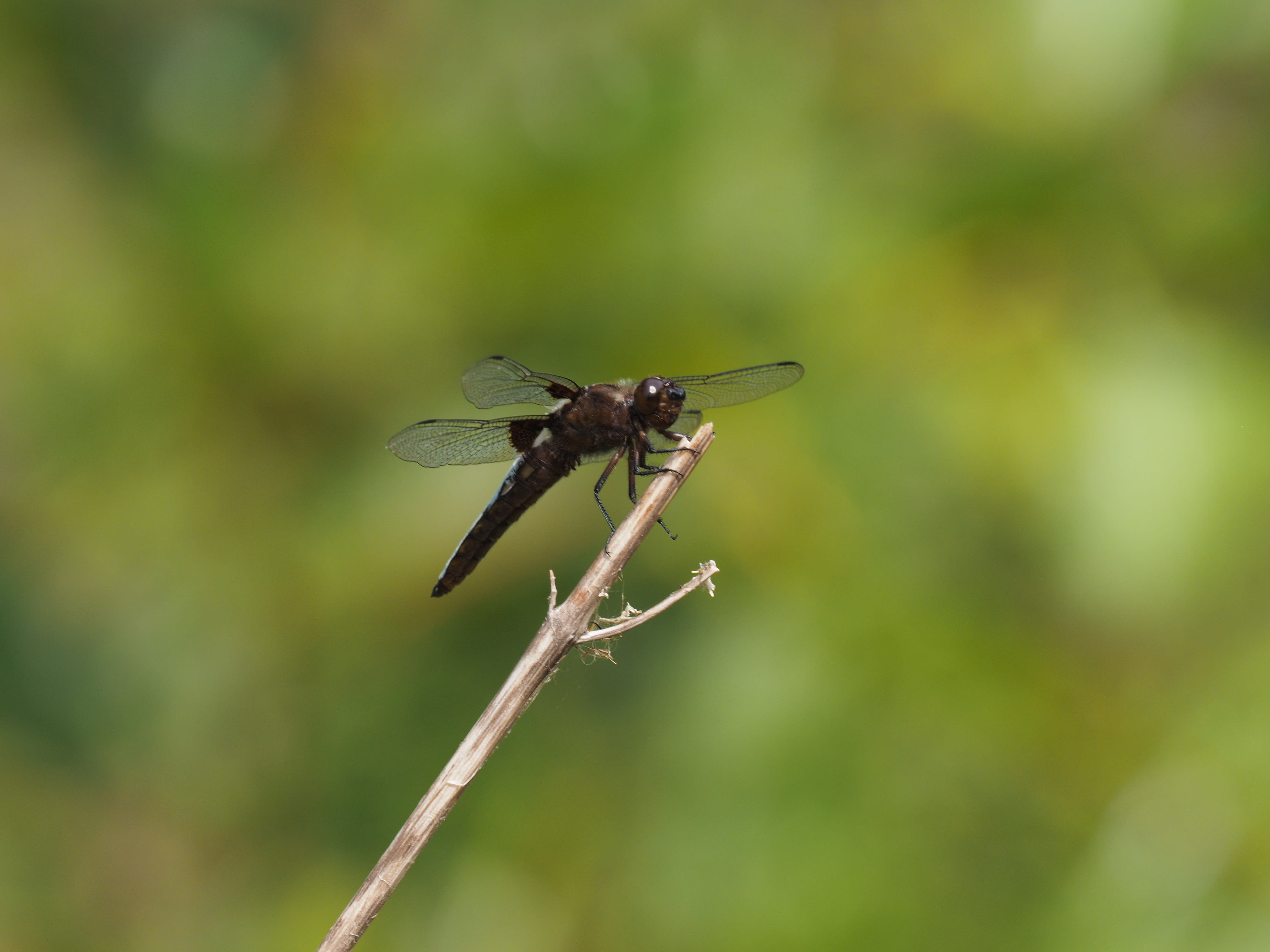 Image from Libellula depressa album