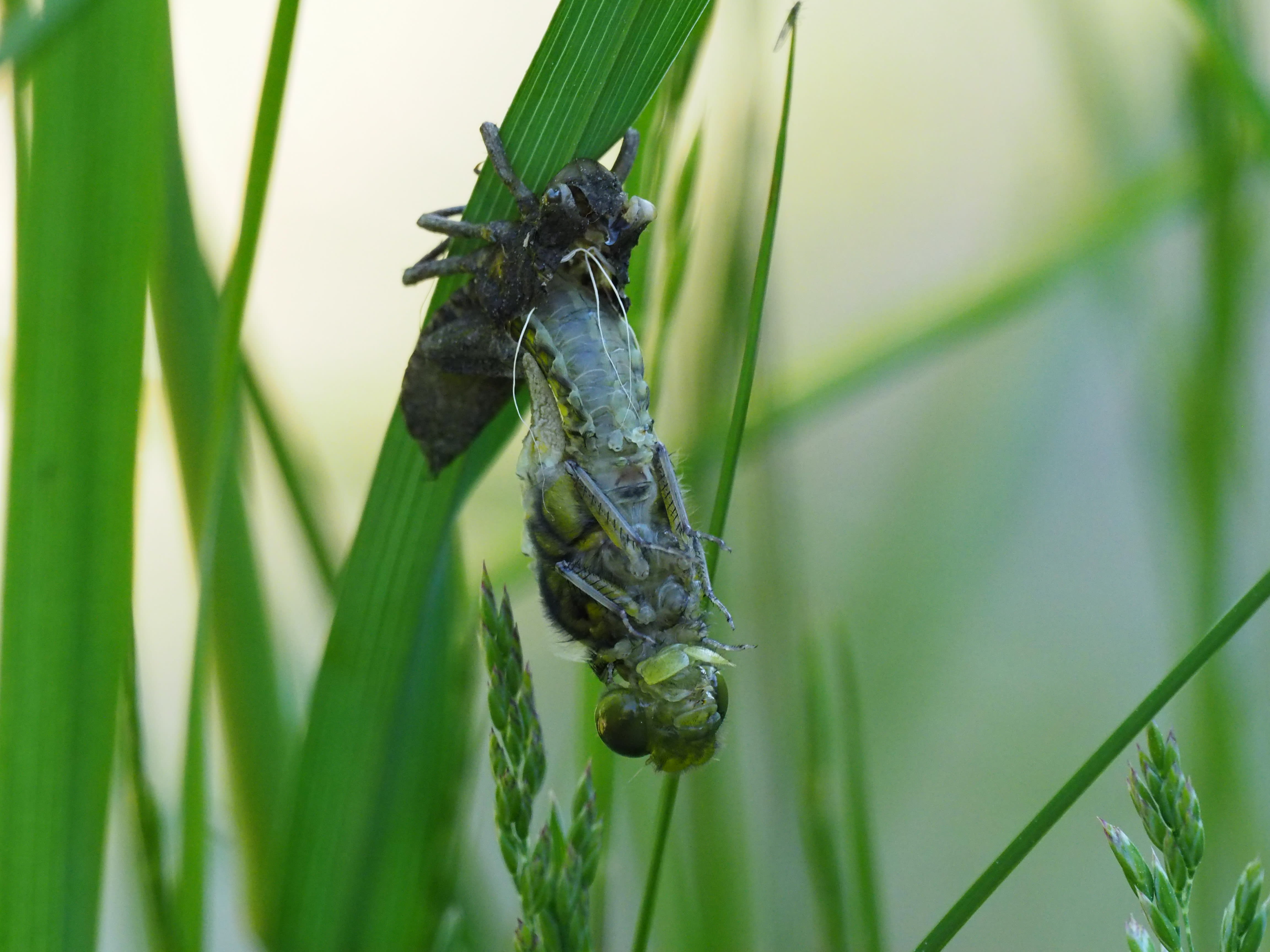 Image from Libellula depressa album