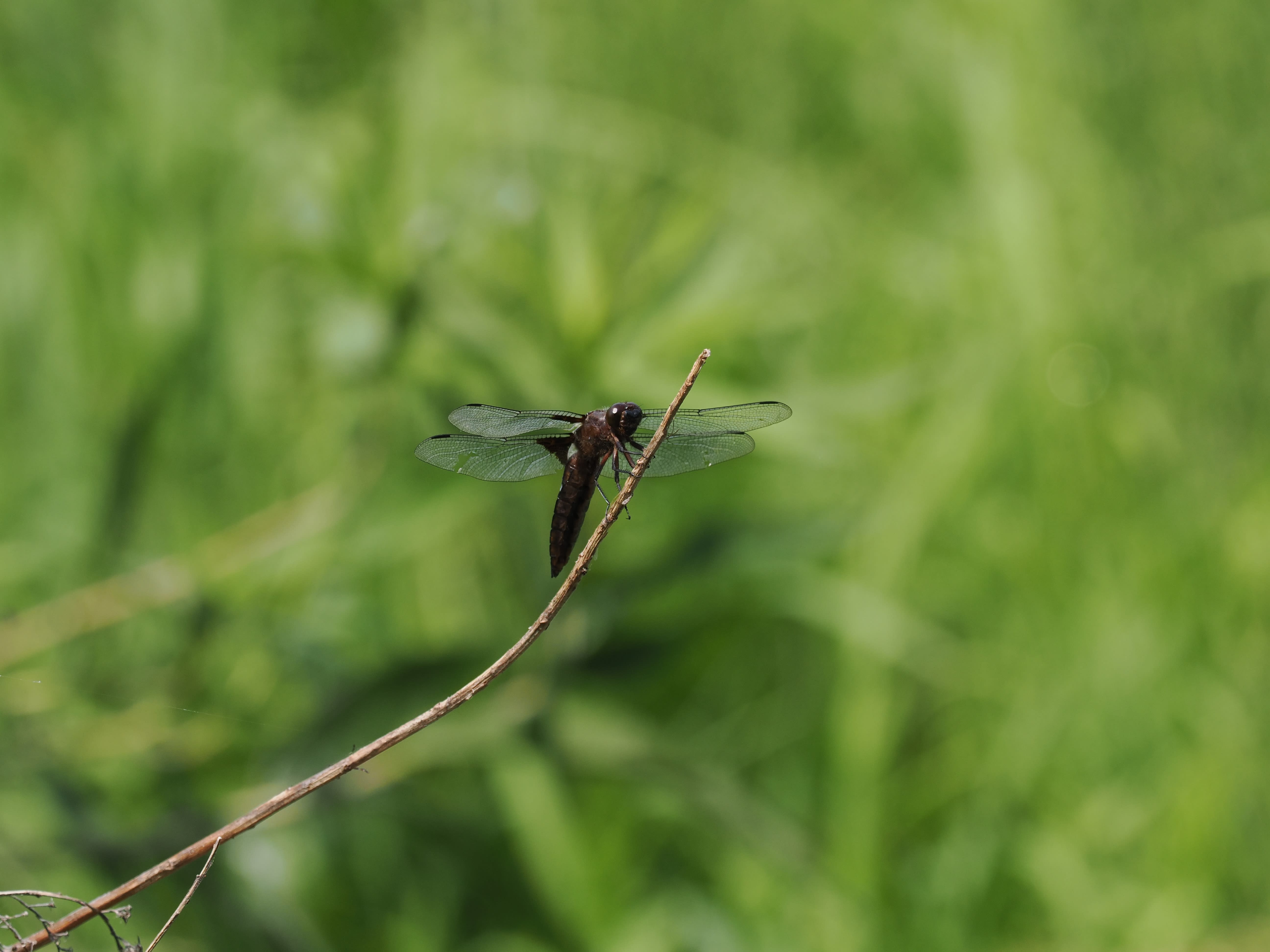 Image from Libellula depressa album