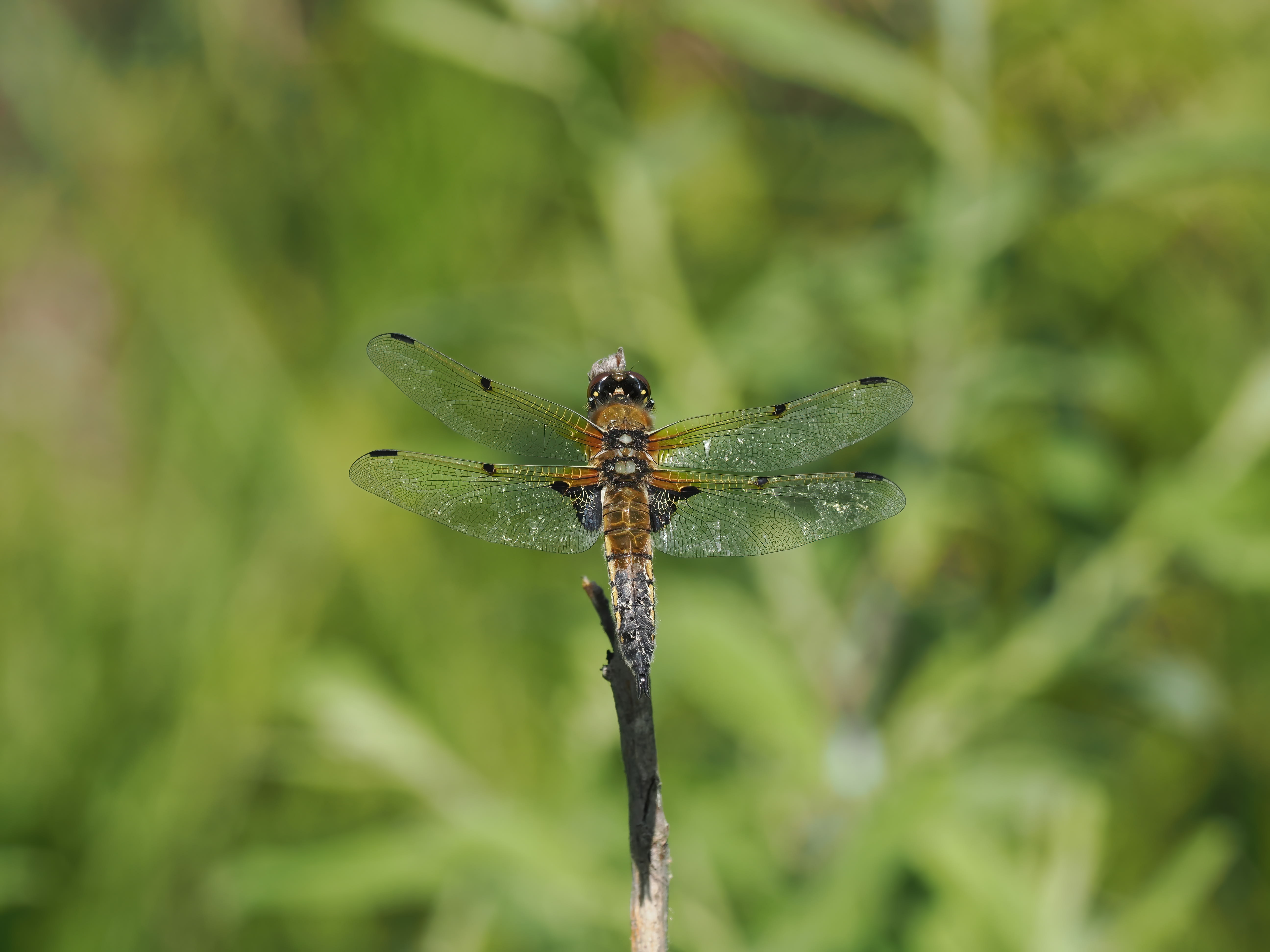 Libellula quadrimaculata — Four-spotted chaser. Järvafältet, Uppland 2026