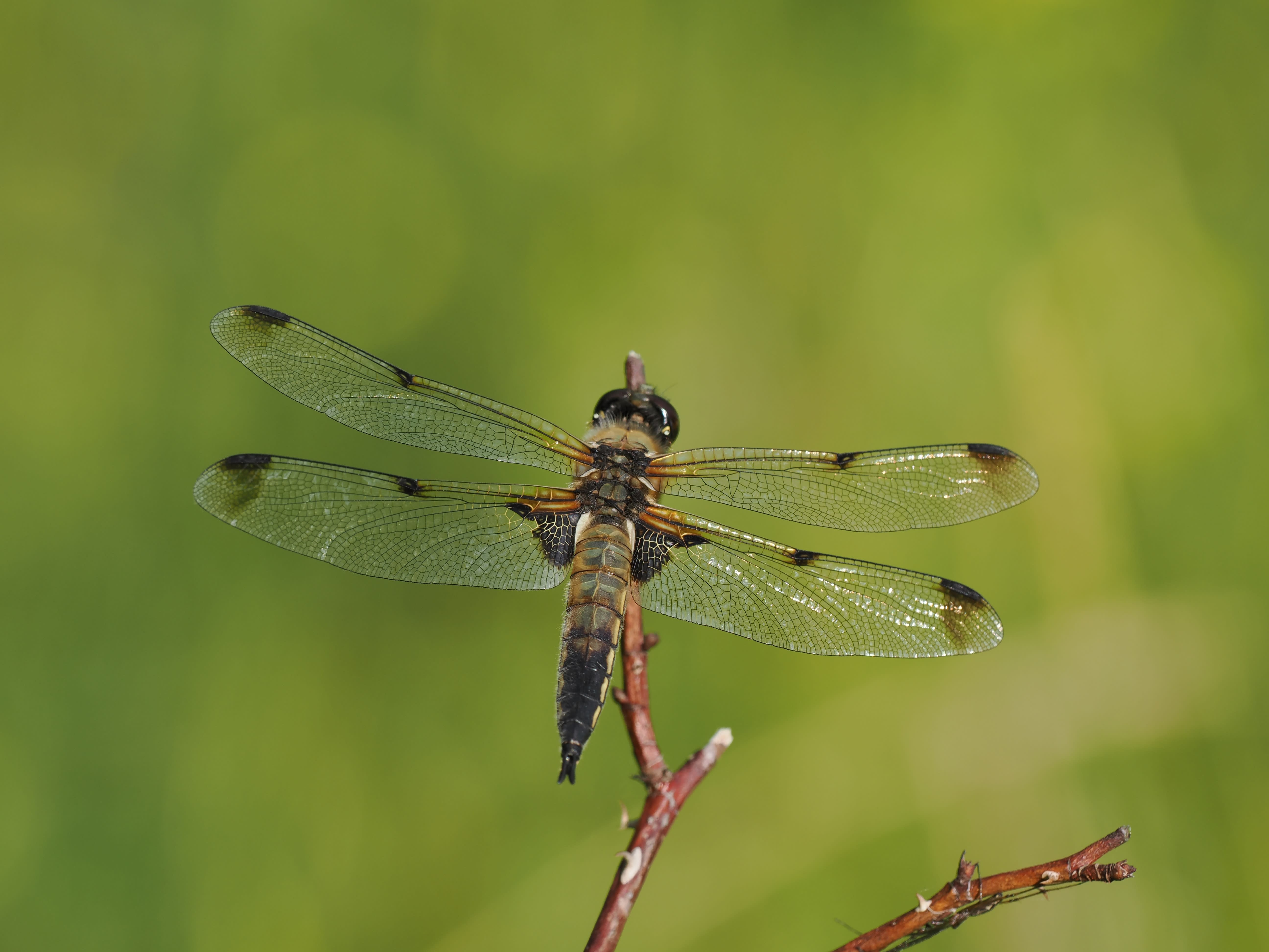 Libellula quadrimaculata — Four-spotted chaser, form praenubila. Järvafältet, Uppland, Sweden. 2026.