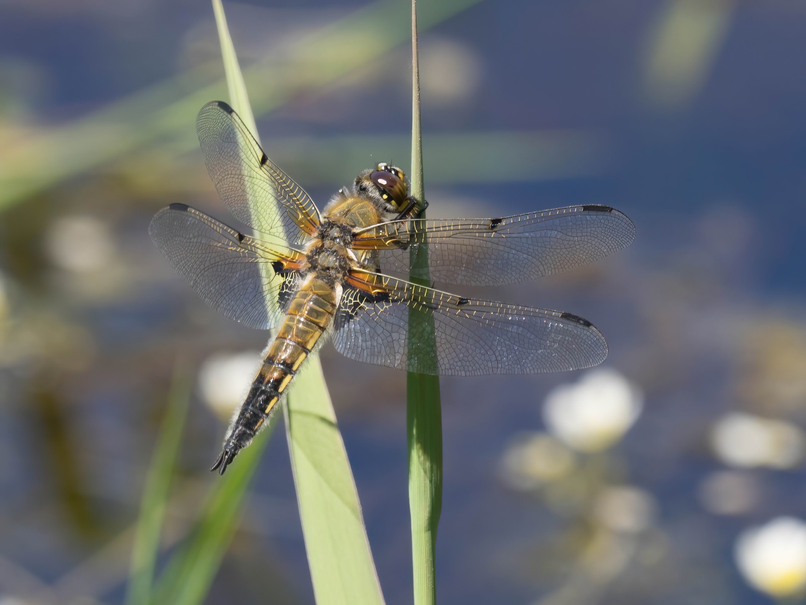 Image from Libellula quadrimaculata album