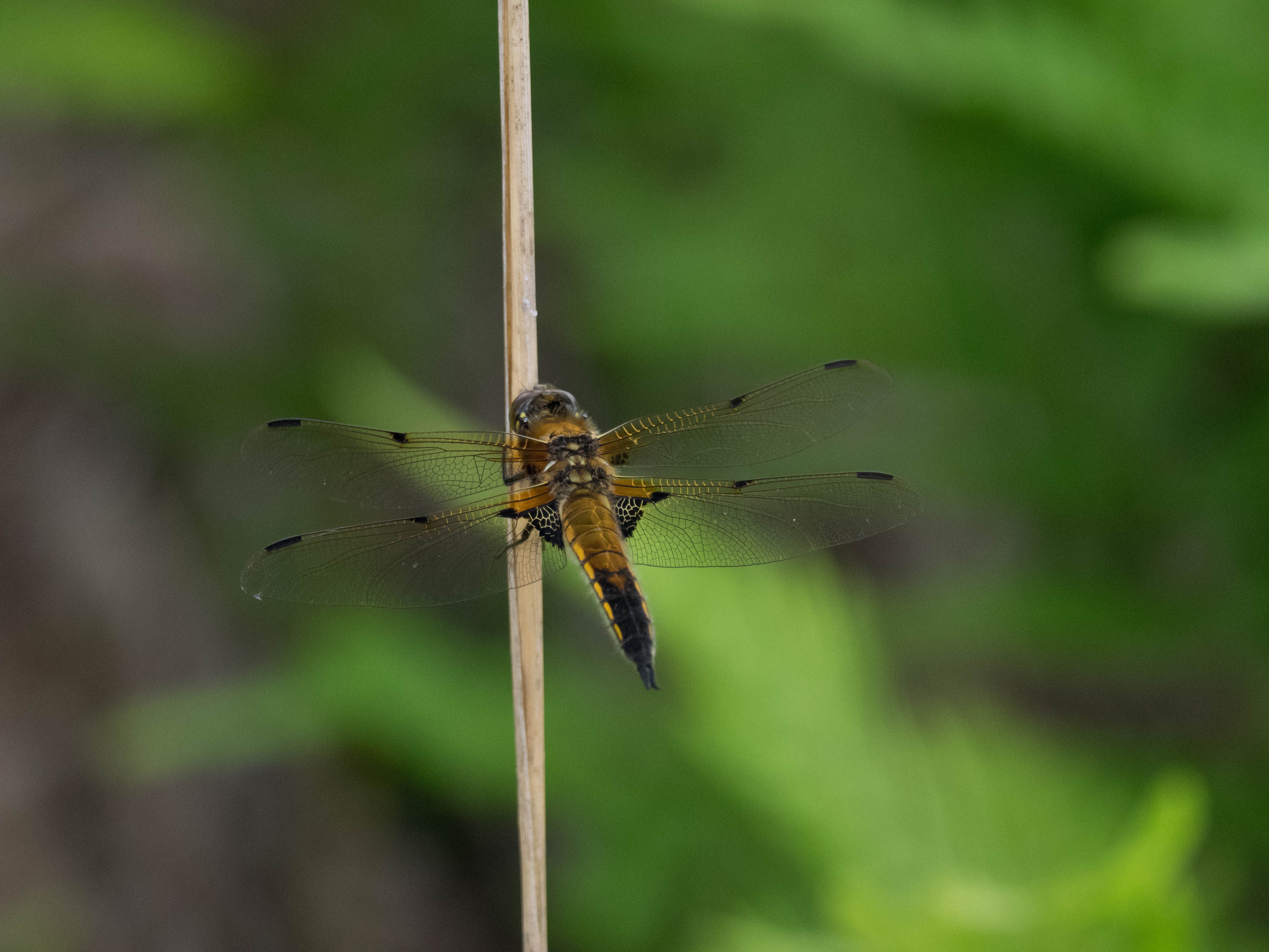 Image from Libellula quadrimaculata album