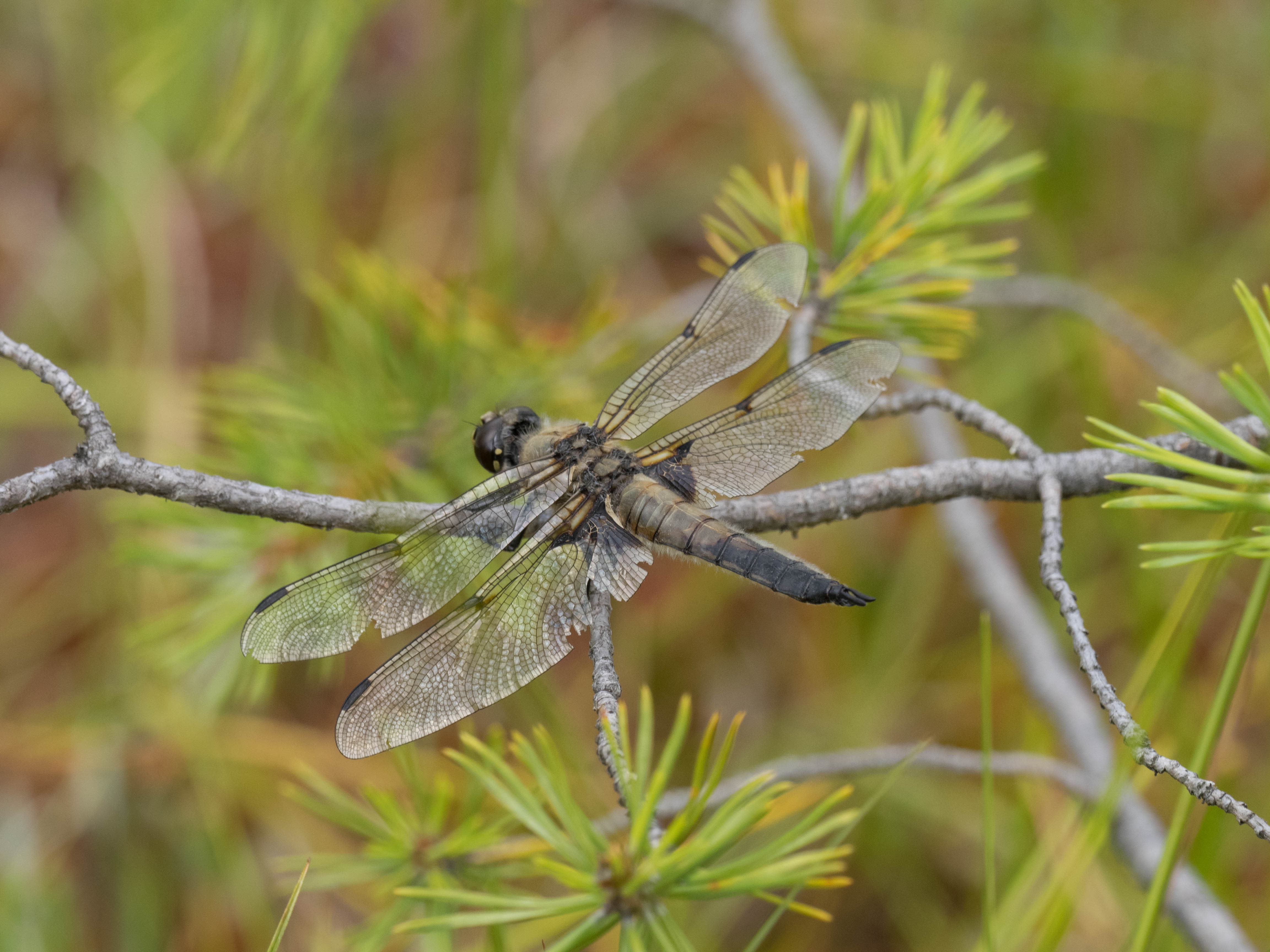 Image from Libellula quadrimaculata album