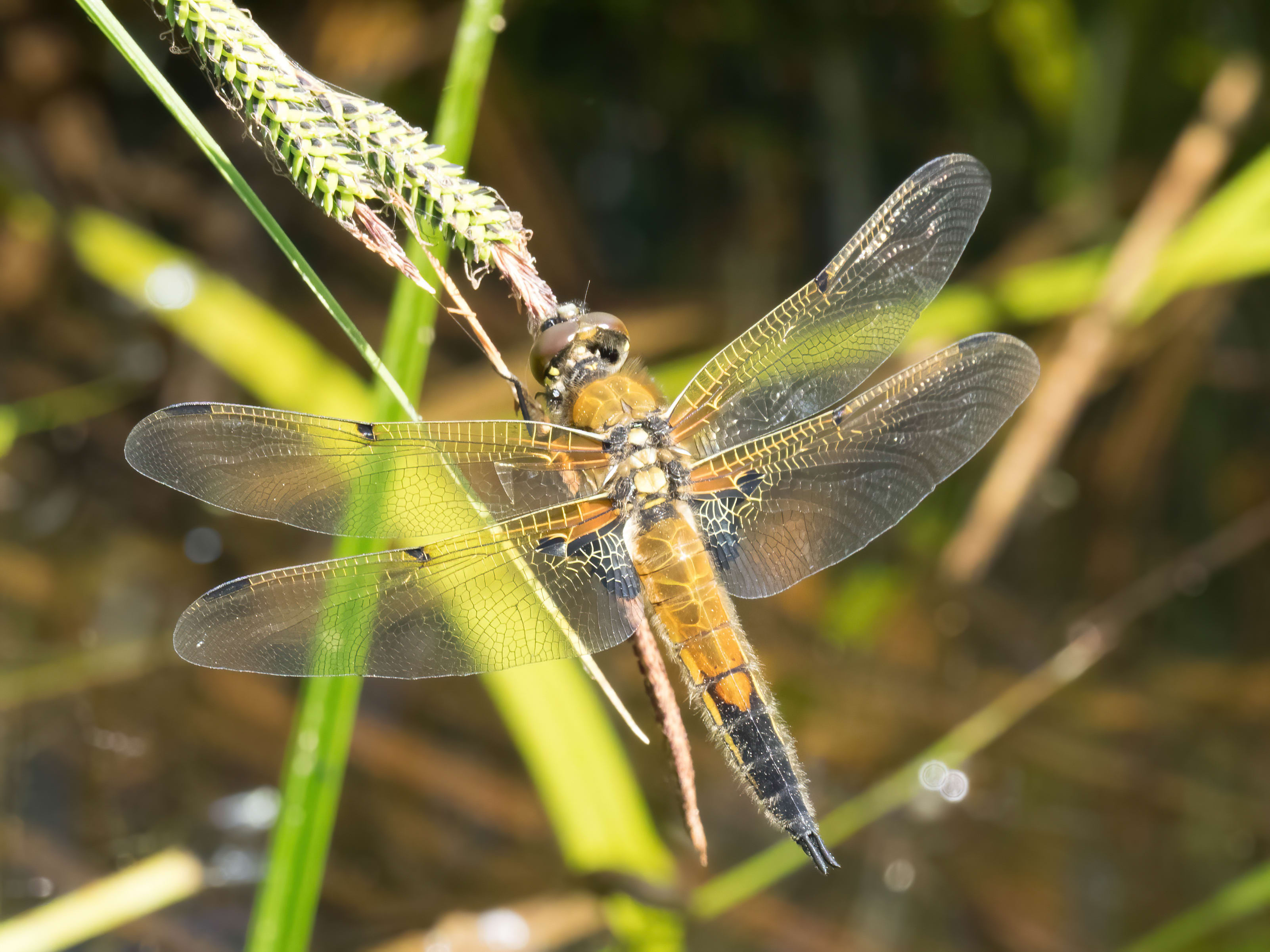 Image from Libellula quadrimaculata album