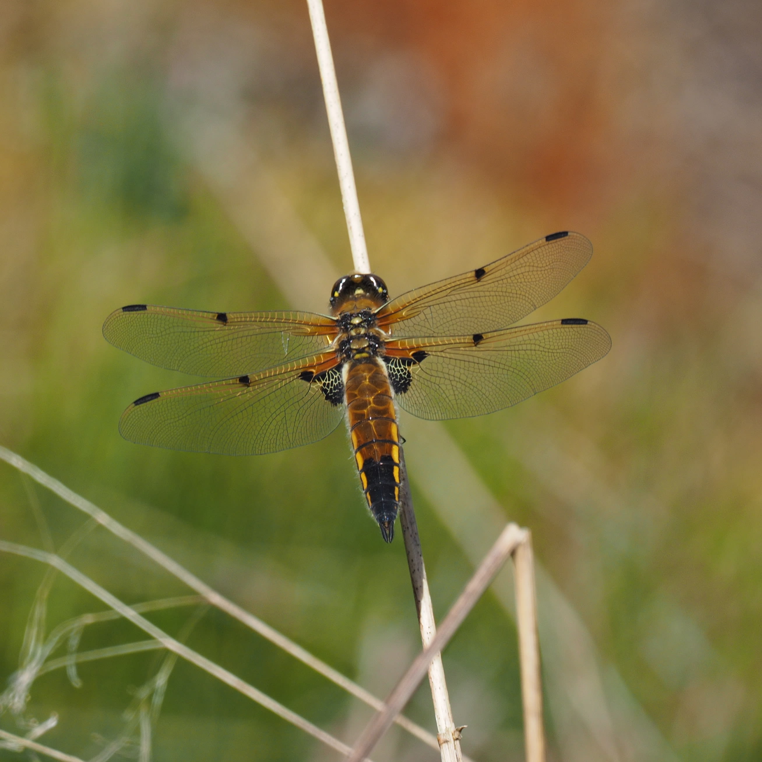Image from Libellula quadrimaculata album