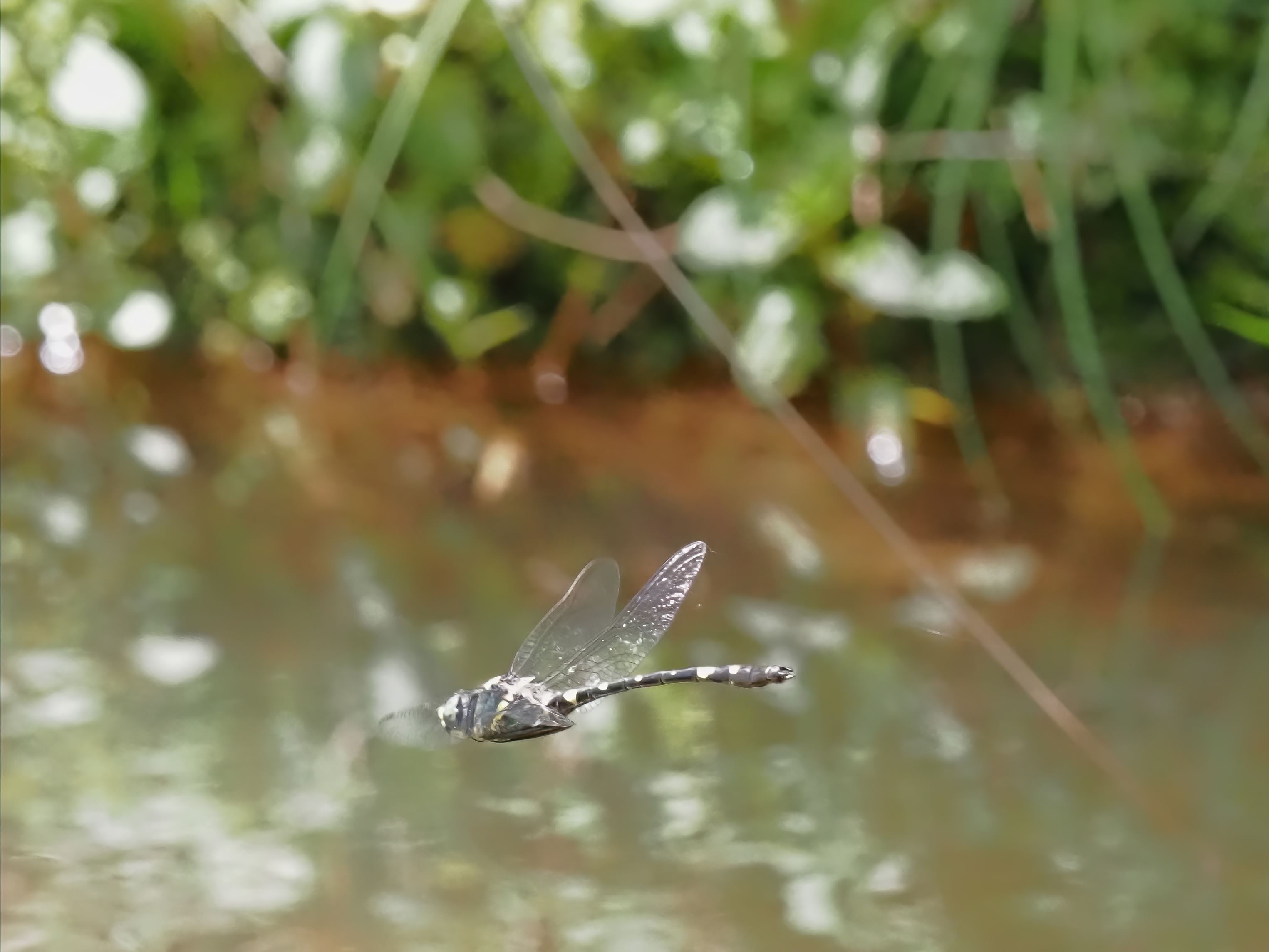 Image from Macromia splendens album