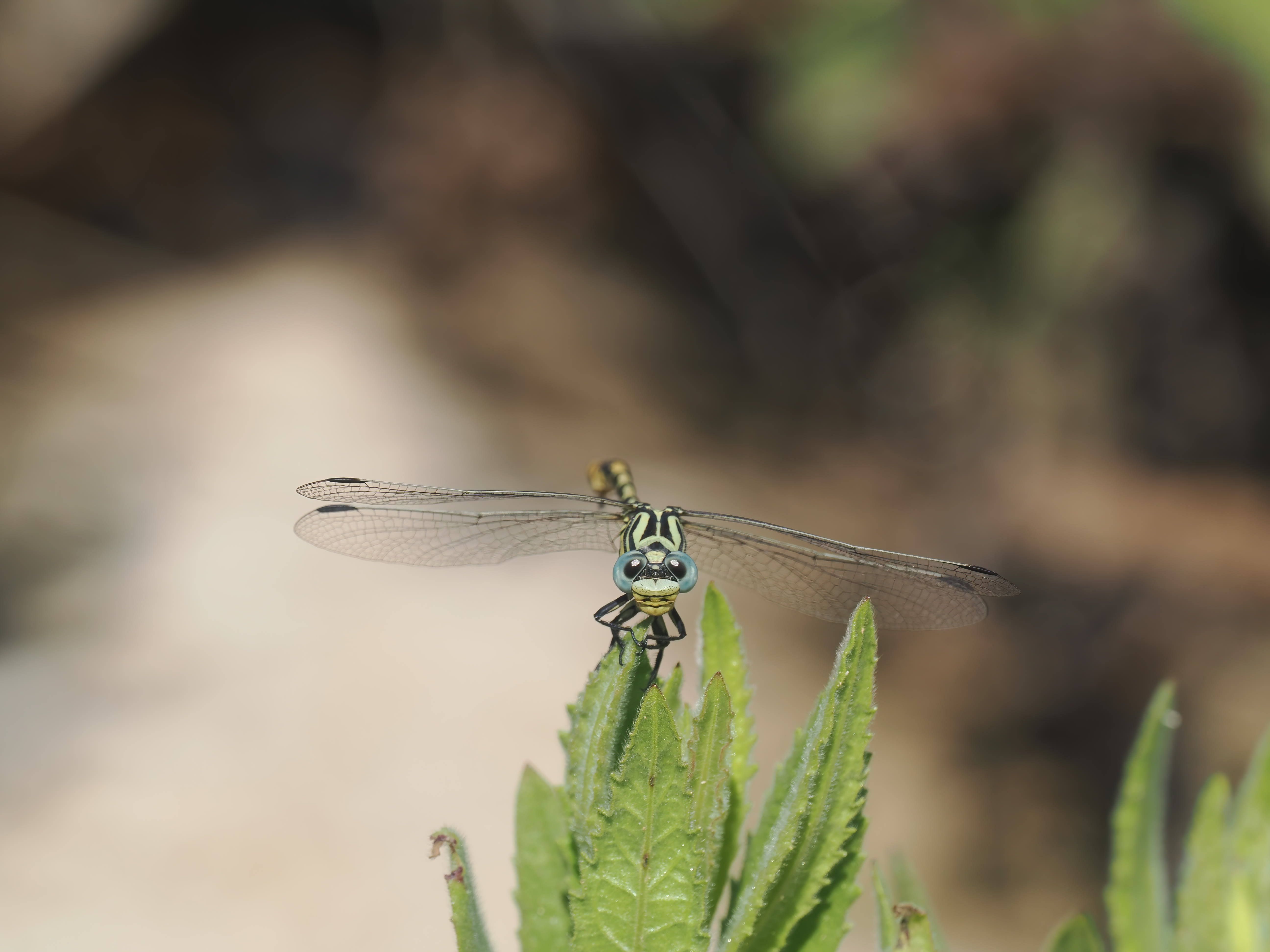 Image from Onychogomphus cazuma album