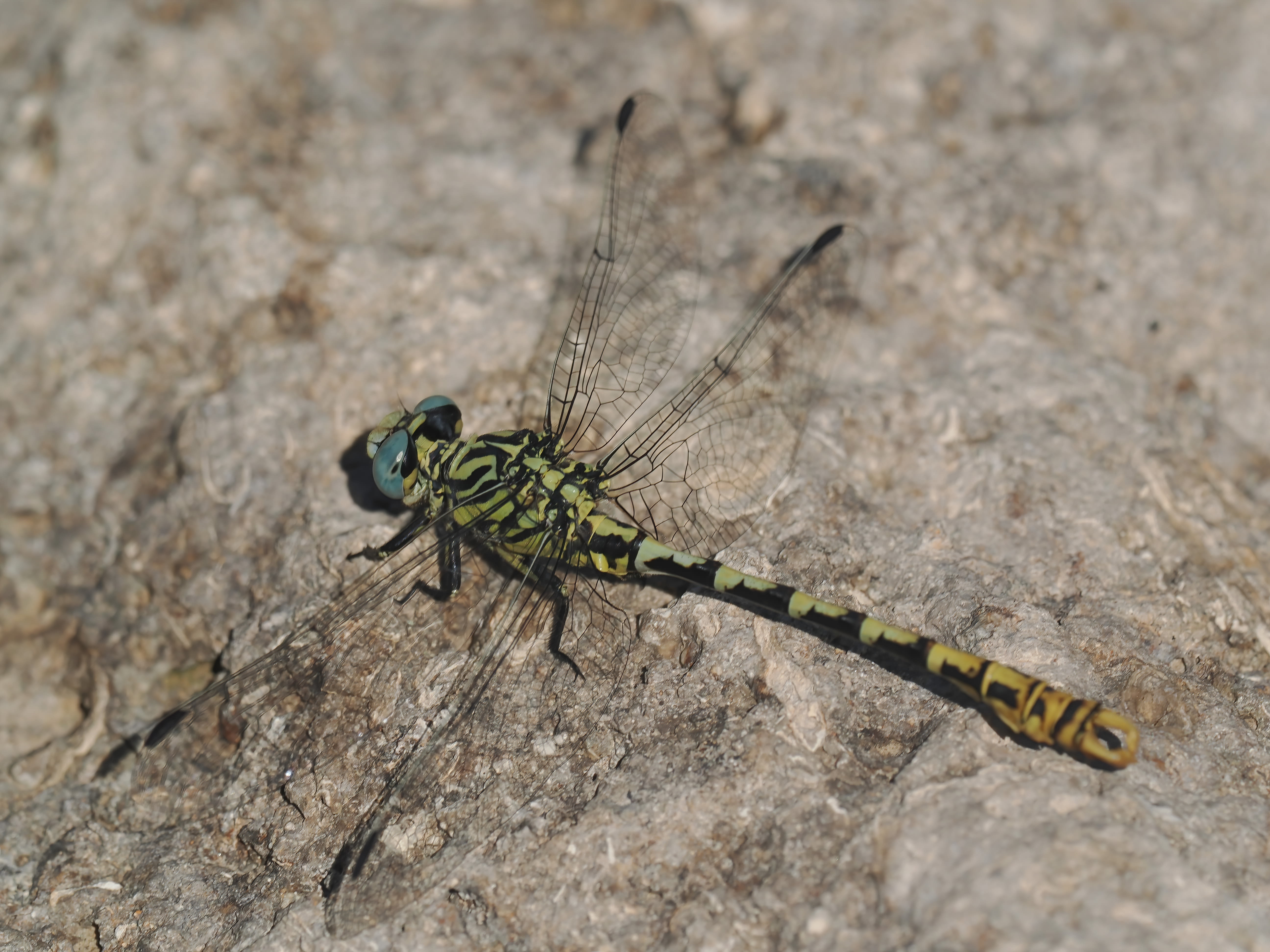 Image from Onychogomphus cazuma album