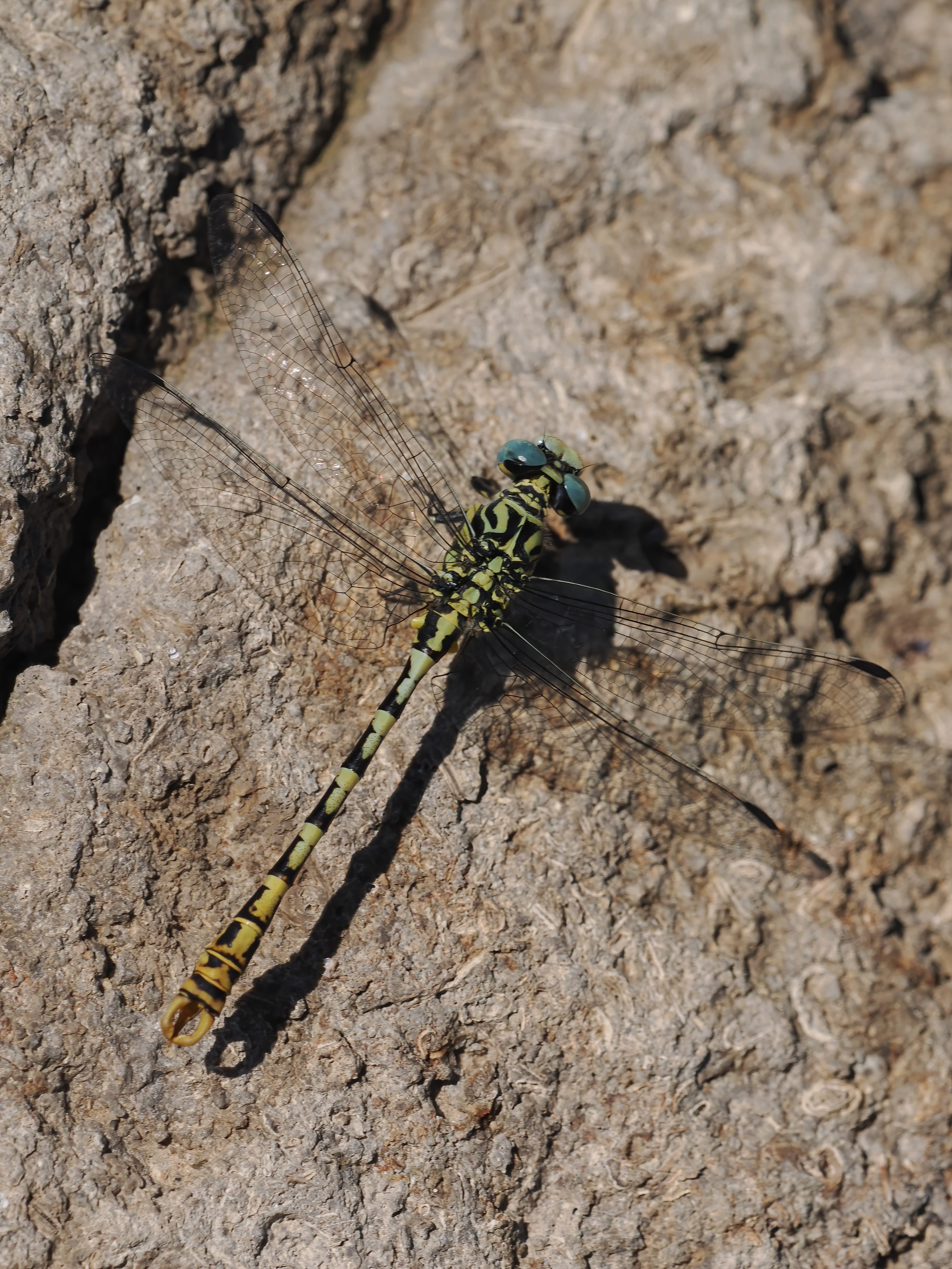 Image from Onychogomphus cazuma album