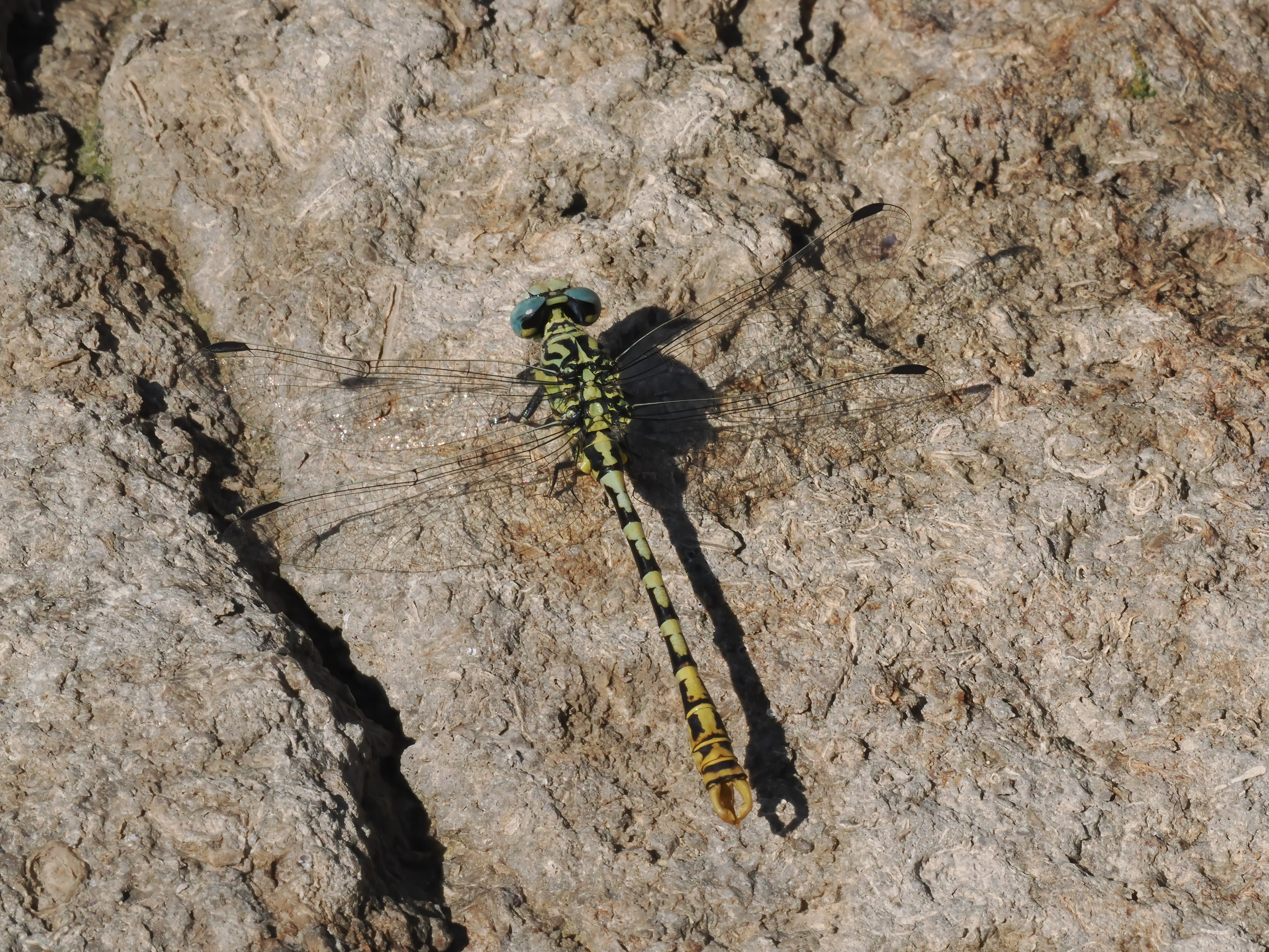 Image from Onychogomphus cazuma album