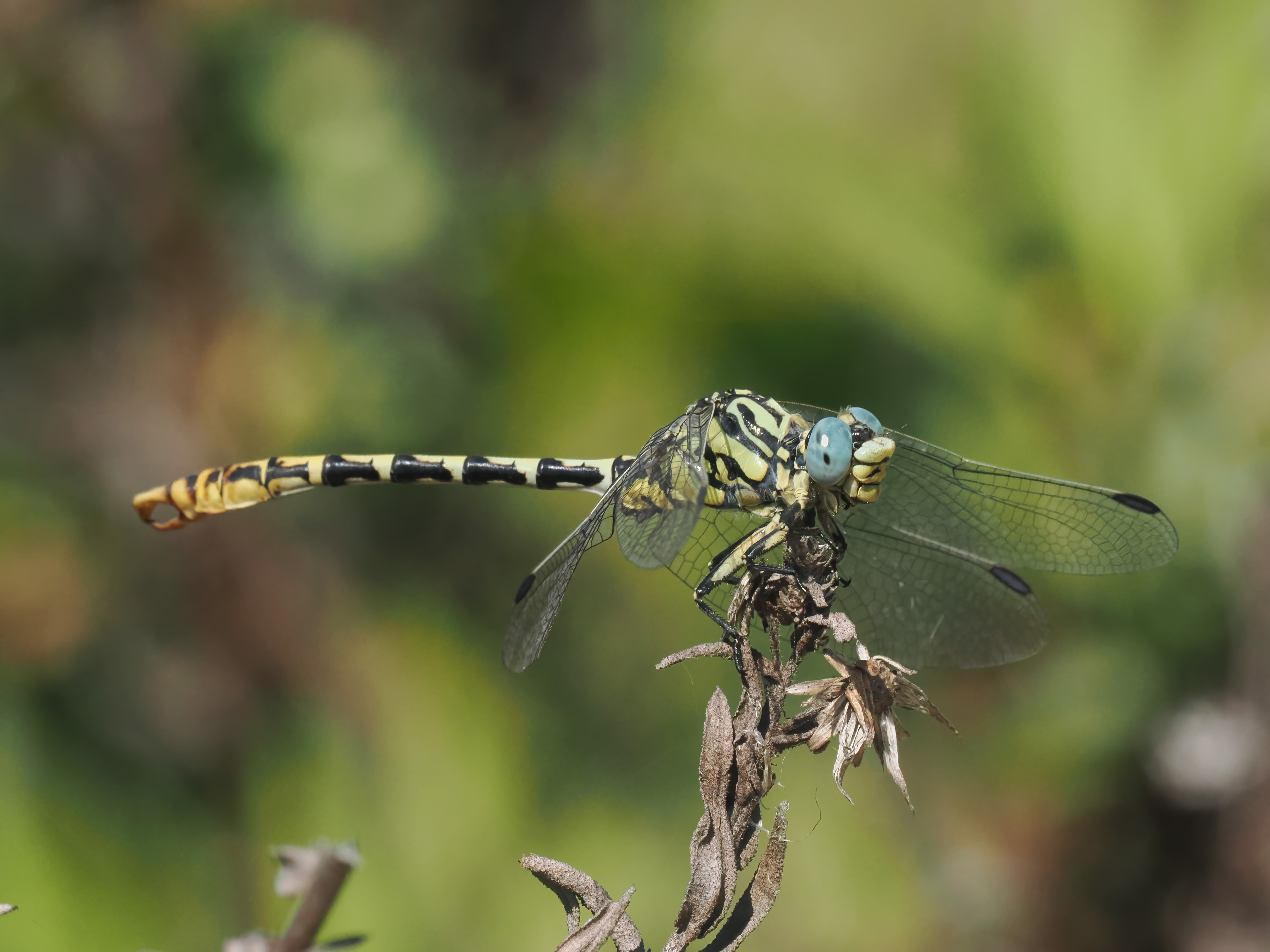 Image from Onychogomphus cazuma album