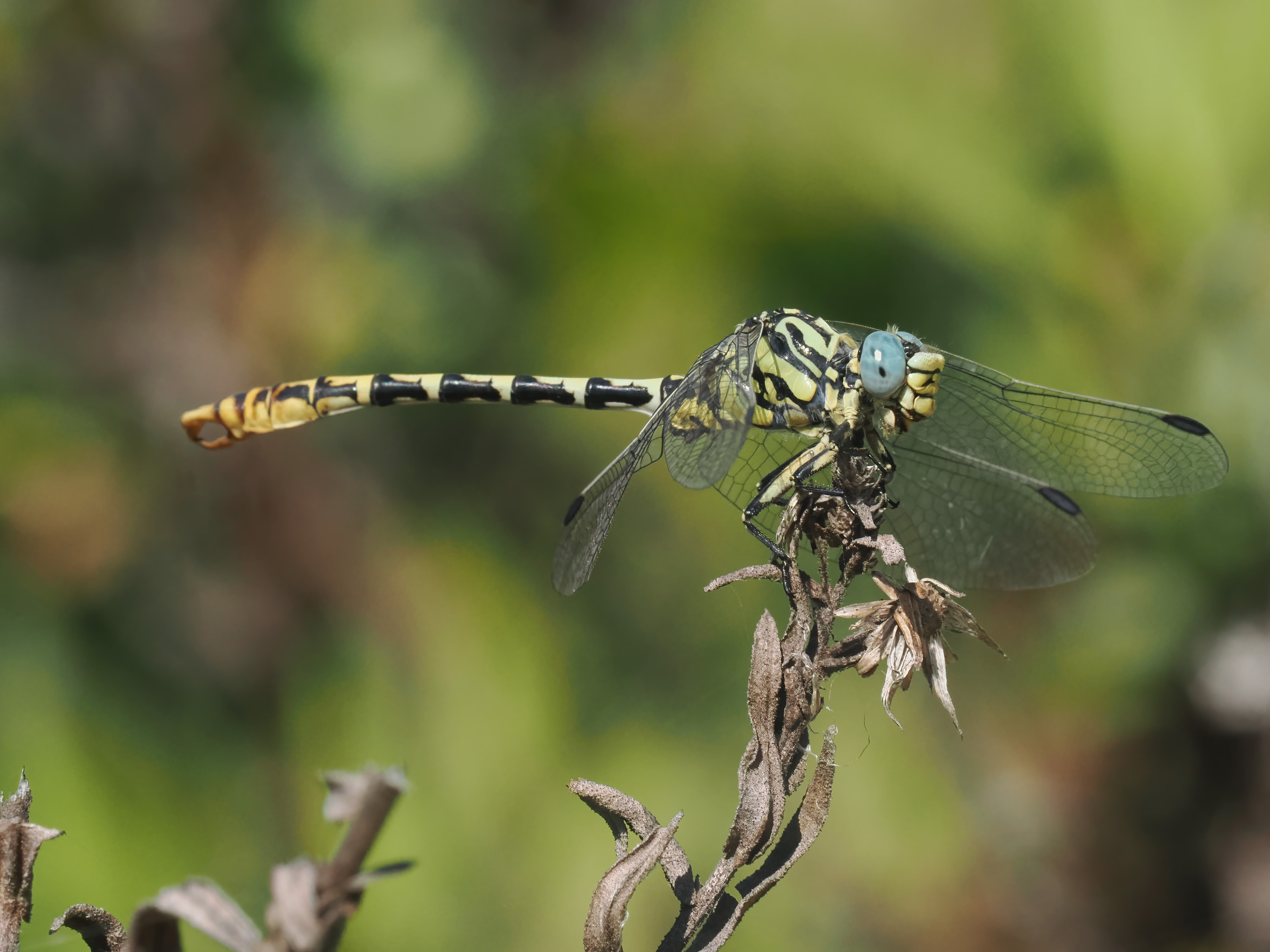 Image from Onychogomphus cazuma album