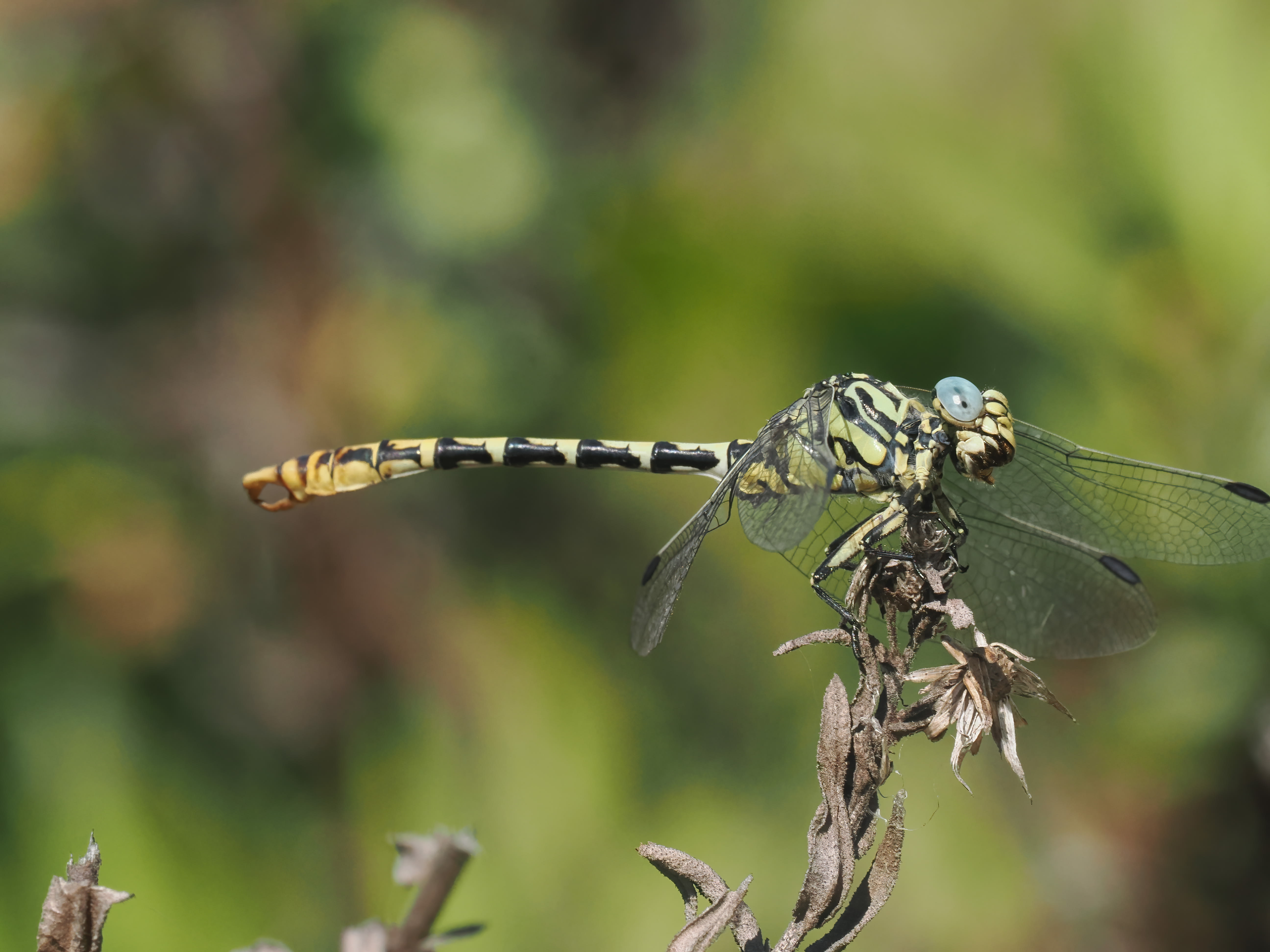 Image from Onychogomphus cazuma album