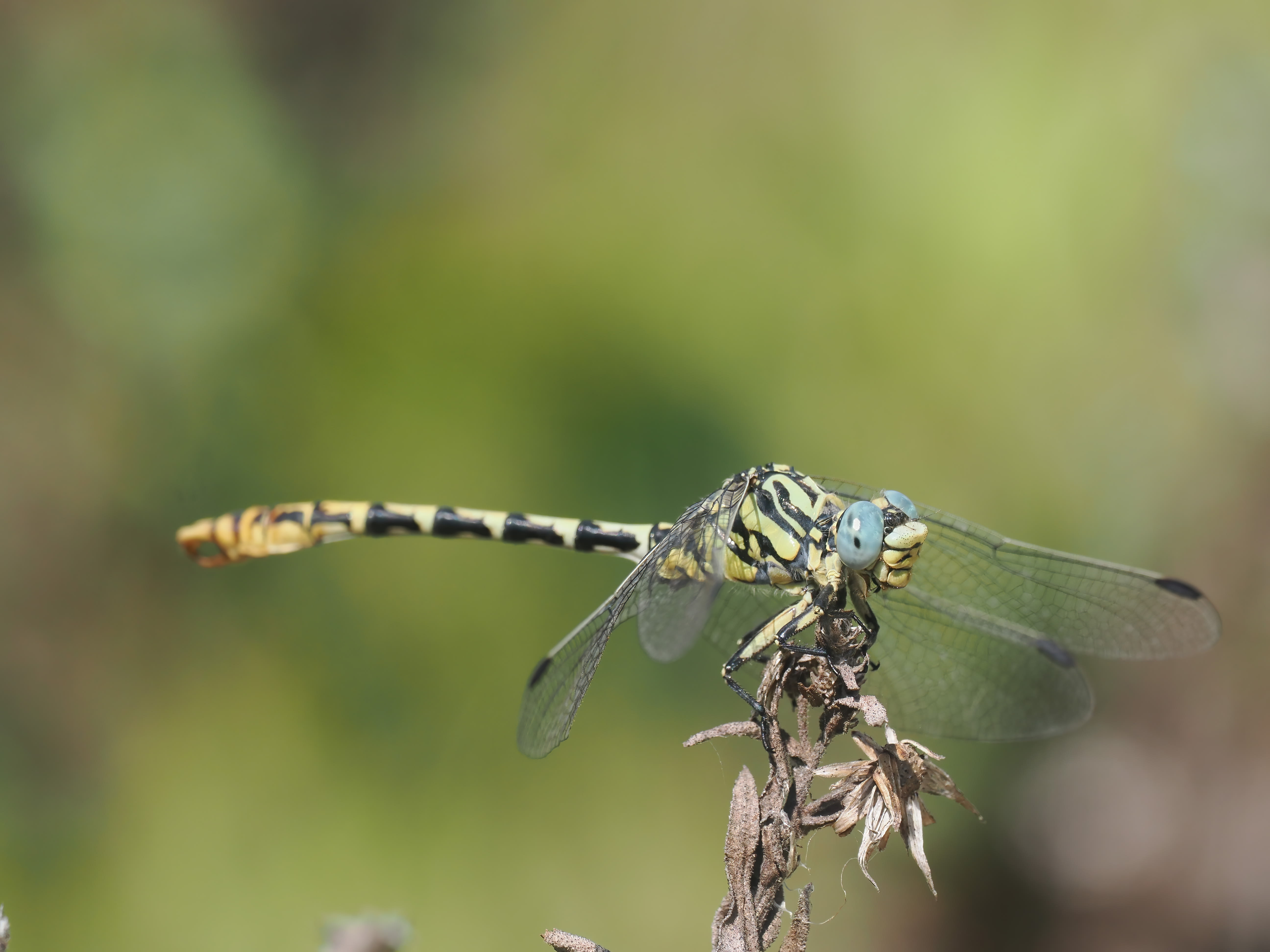 Image from Onychogomphus cazuma album