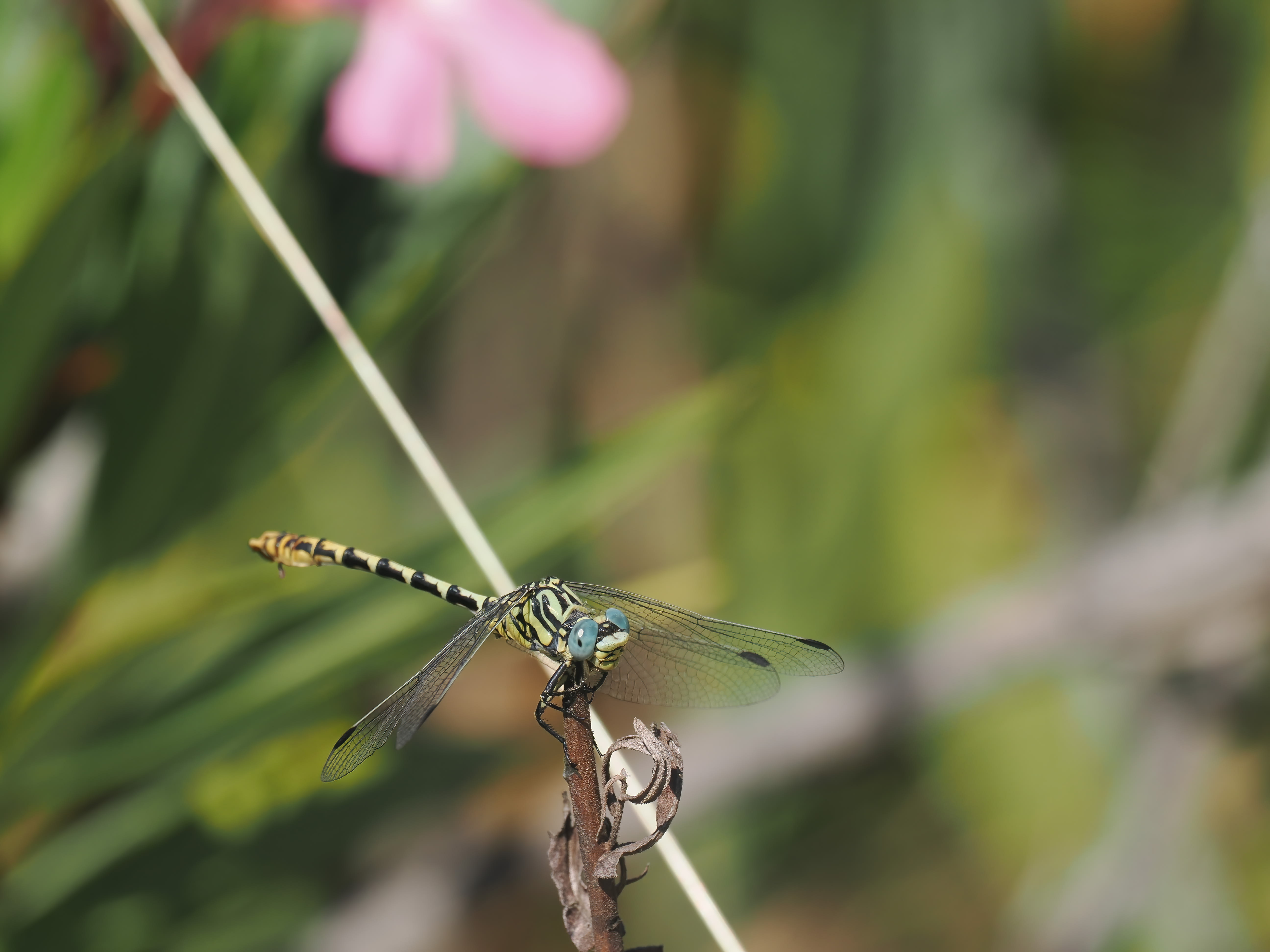 Image from Onychogomphus cazuma album
