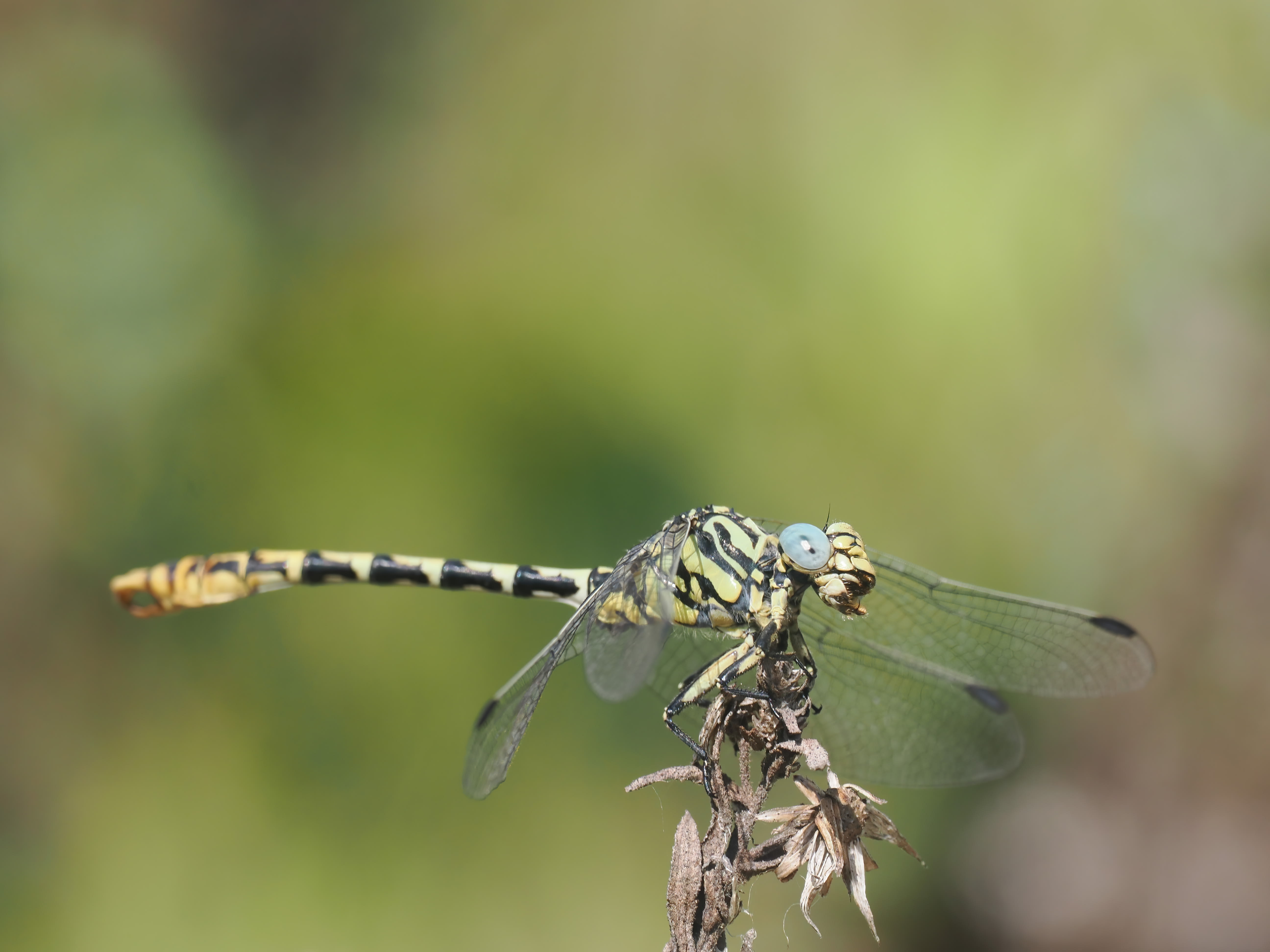 Image from Onychogomphus cazuma album