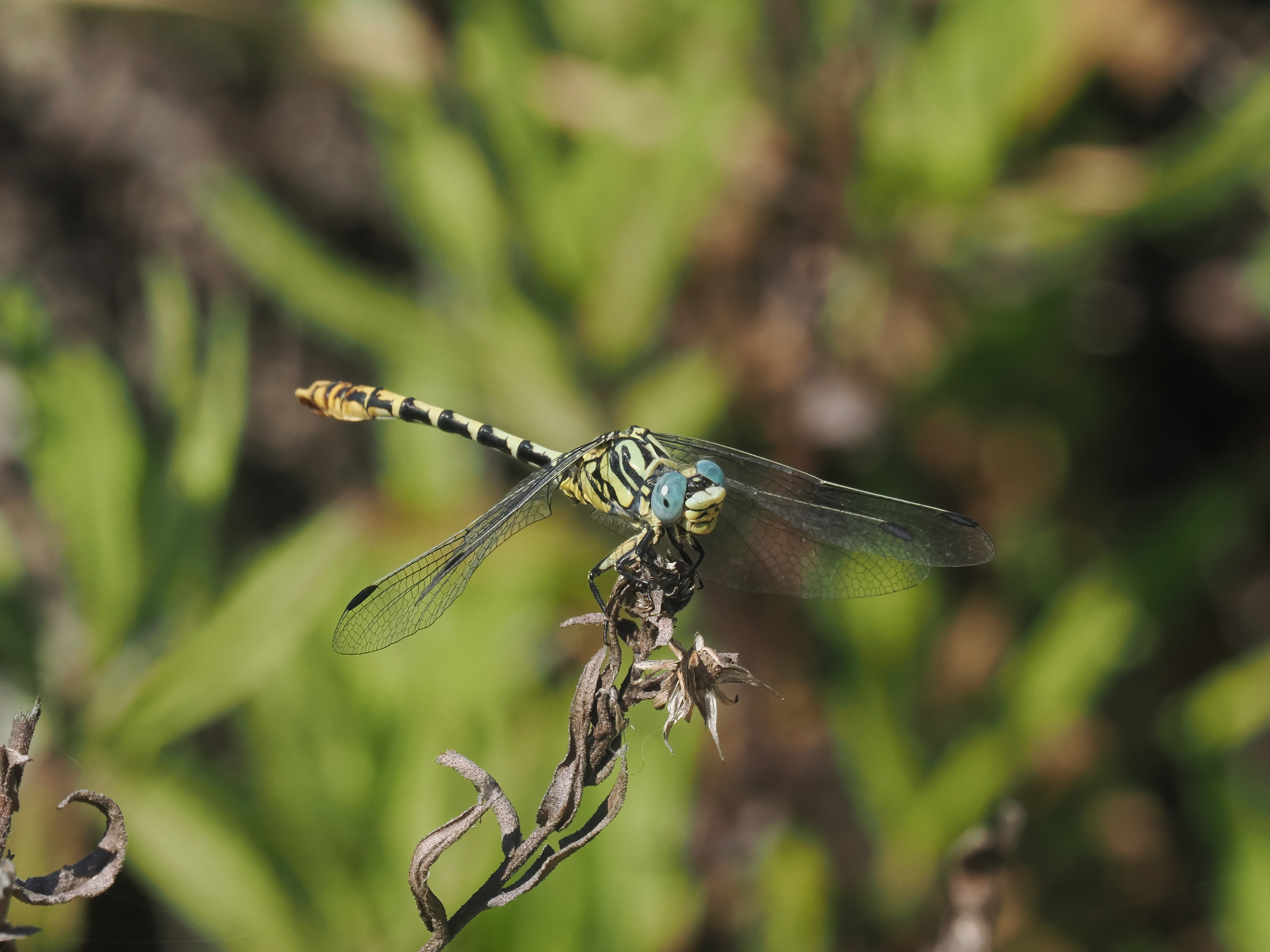Image from Onychogomphus cazuma album
