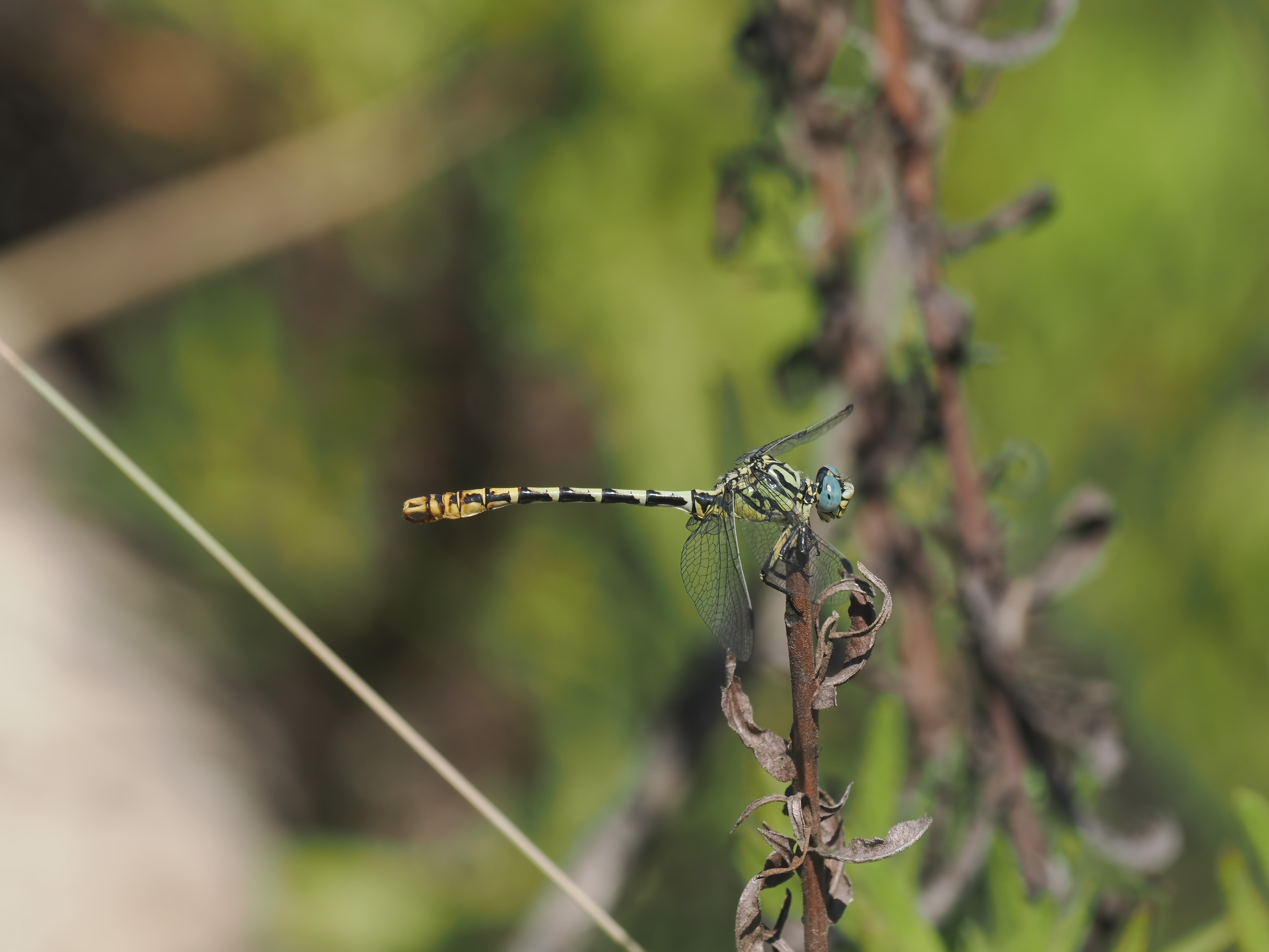 Image from Onychogomphus cazuma album