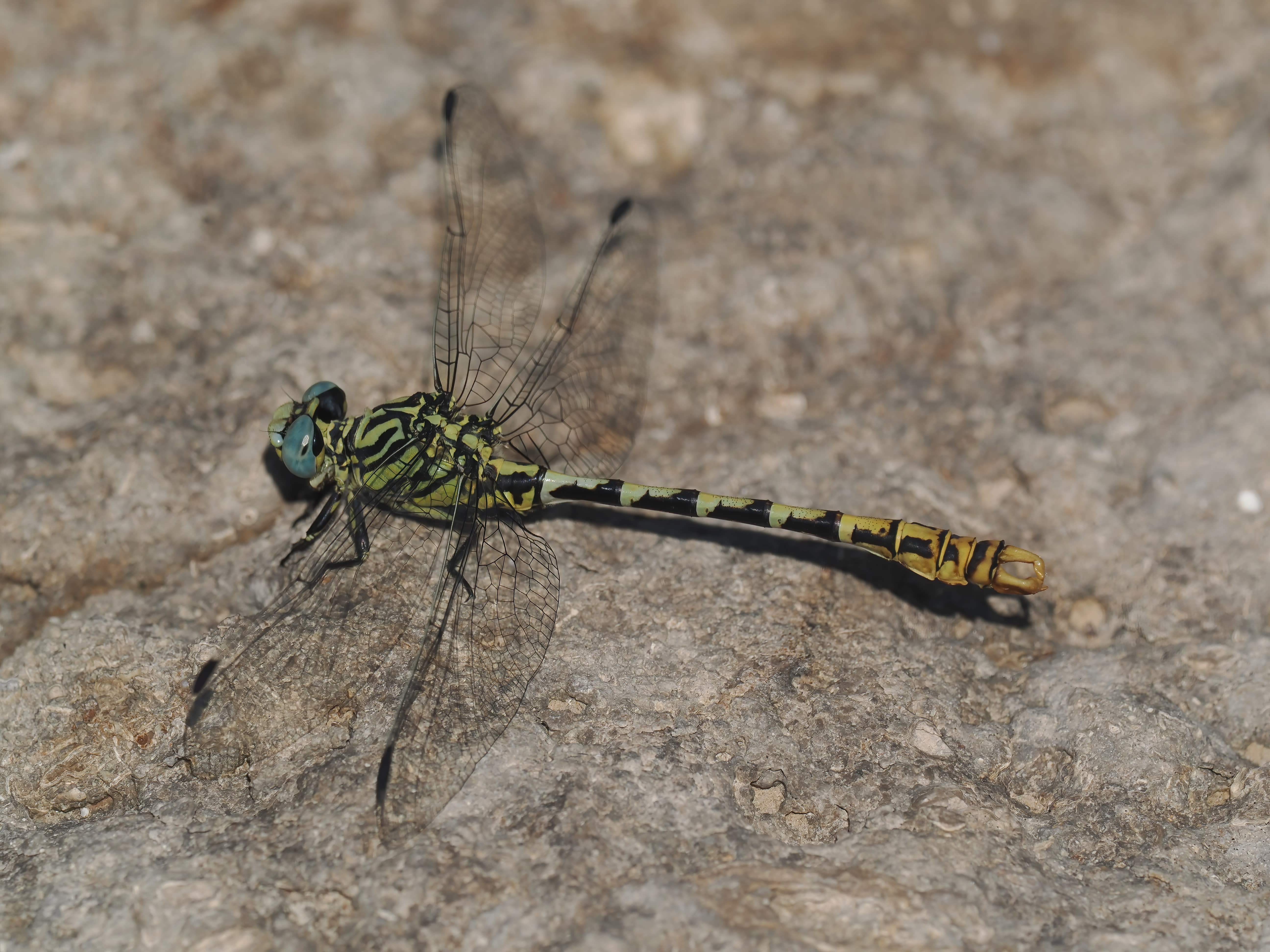 Image from Onychogomphus cazuma album