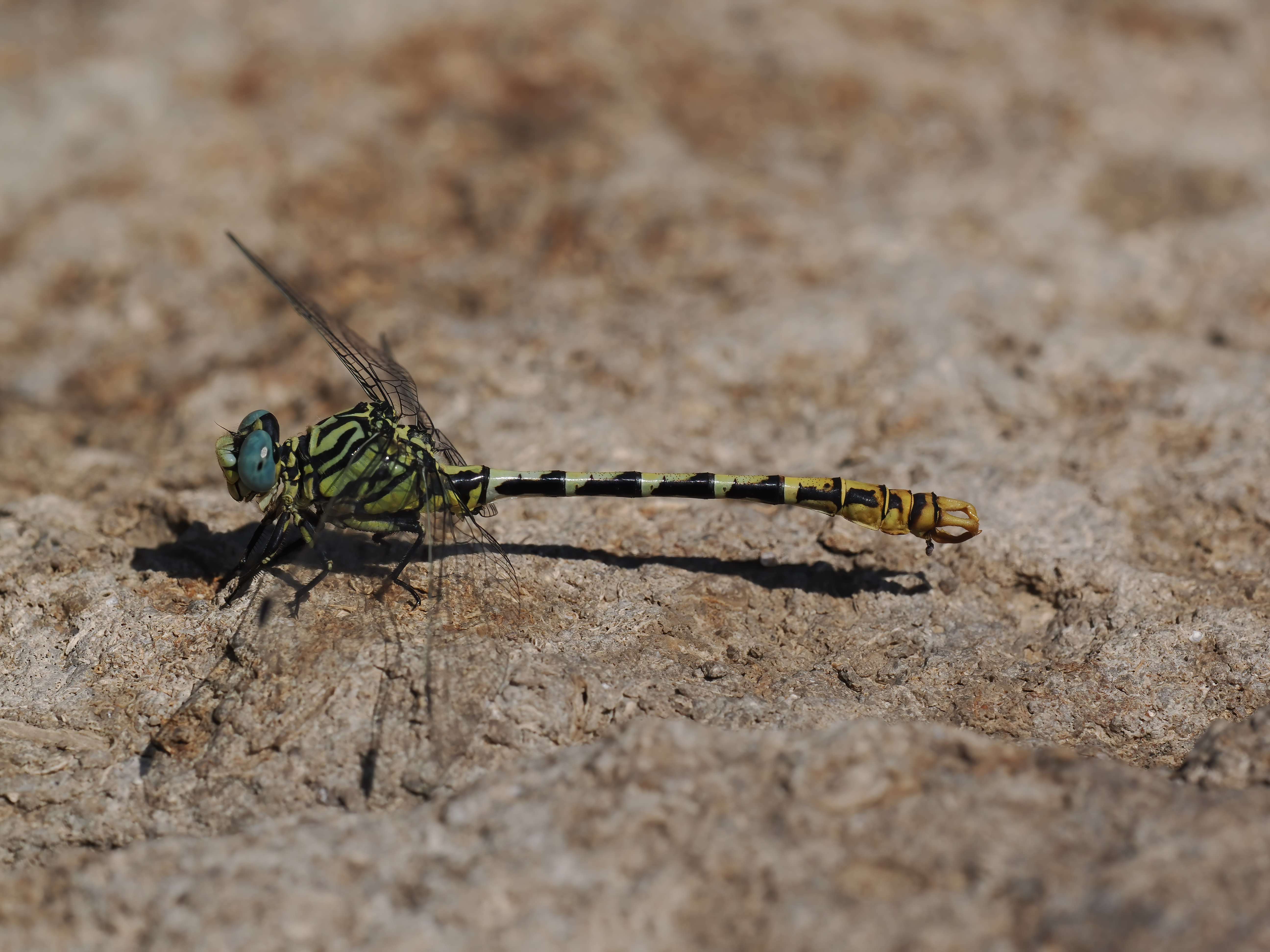 Image from Onychogomphus cazuma album