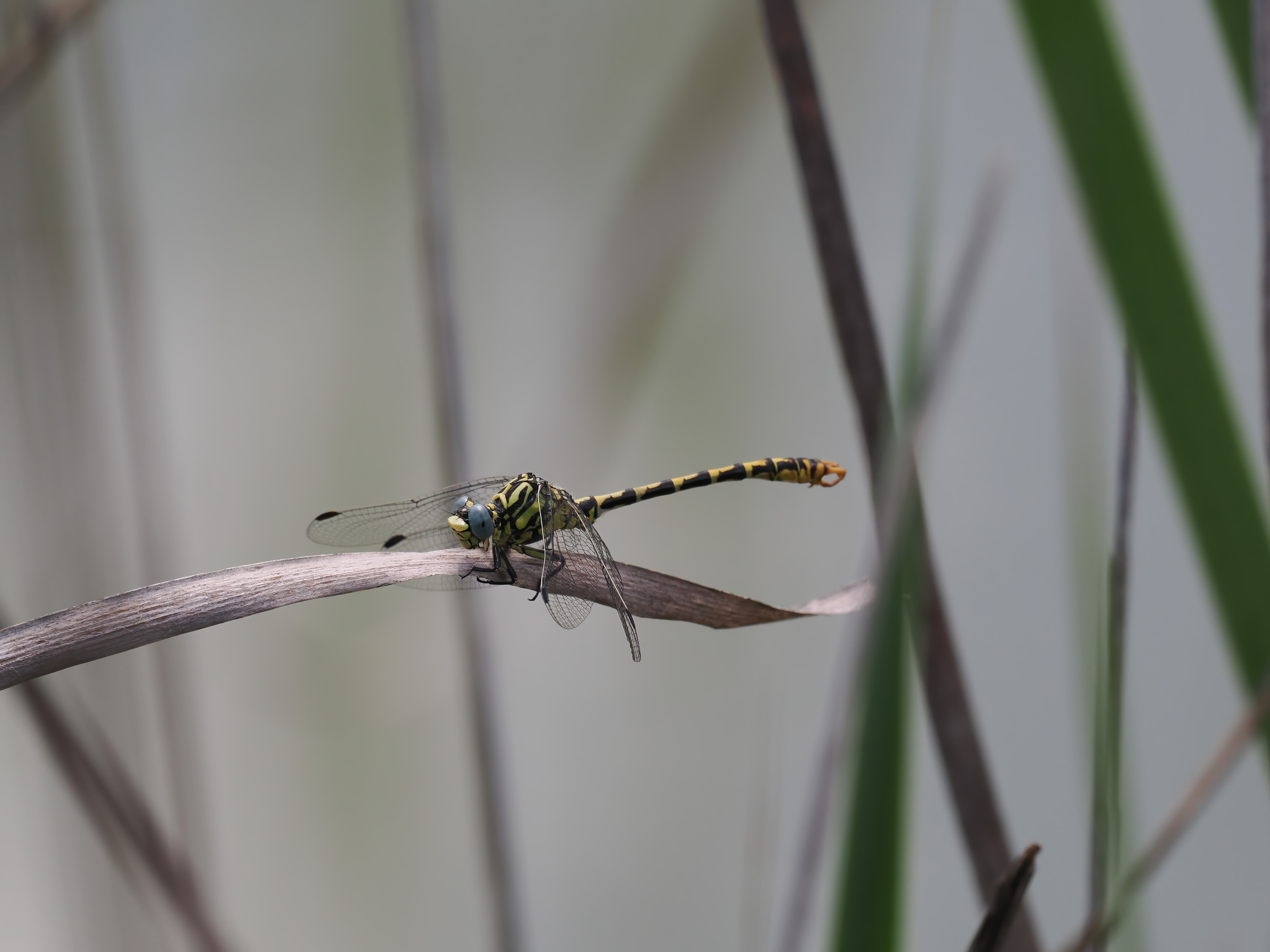 Image from Onychogomphus cazuma album