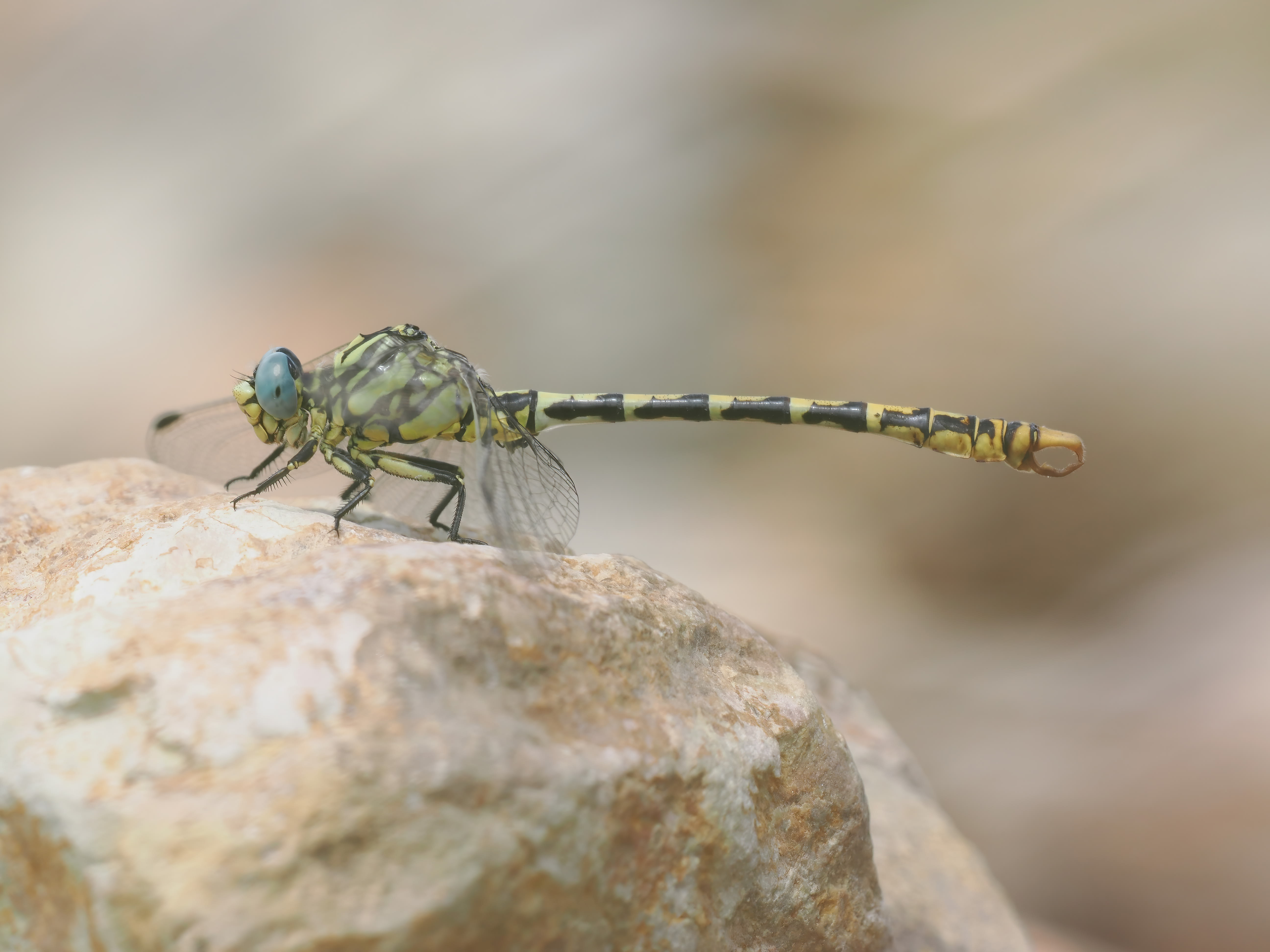 Image from Onychogomphus cazuma album
