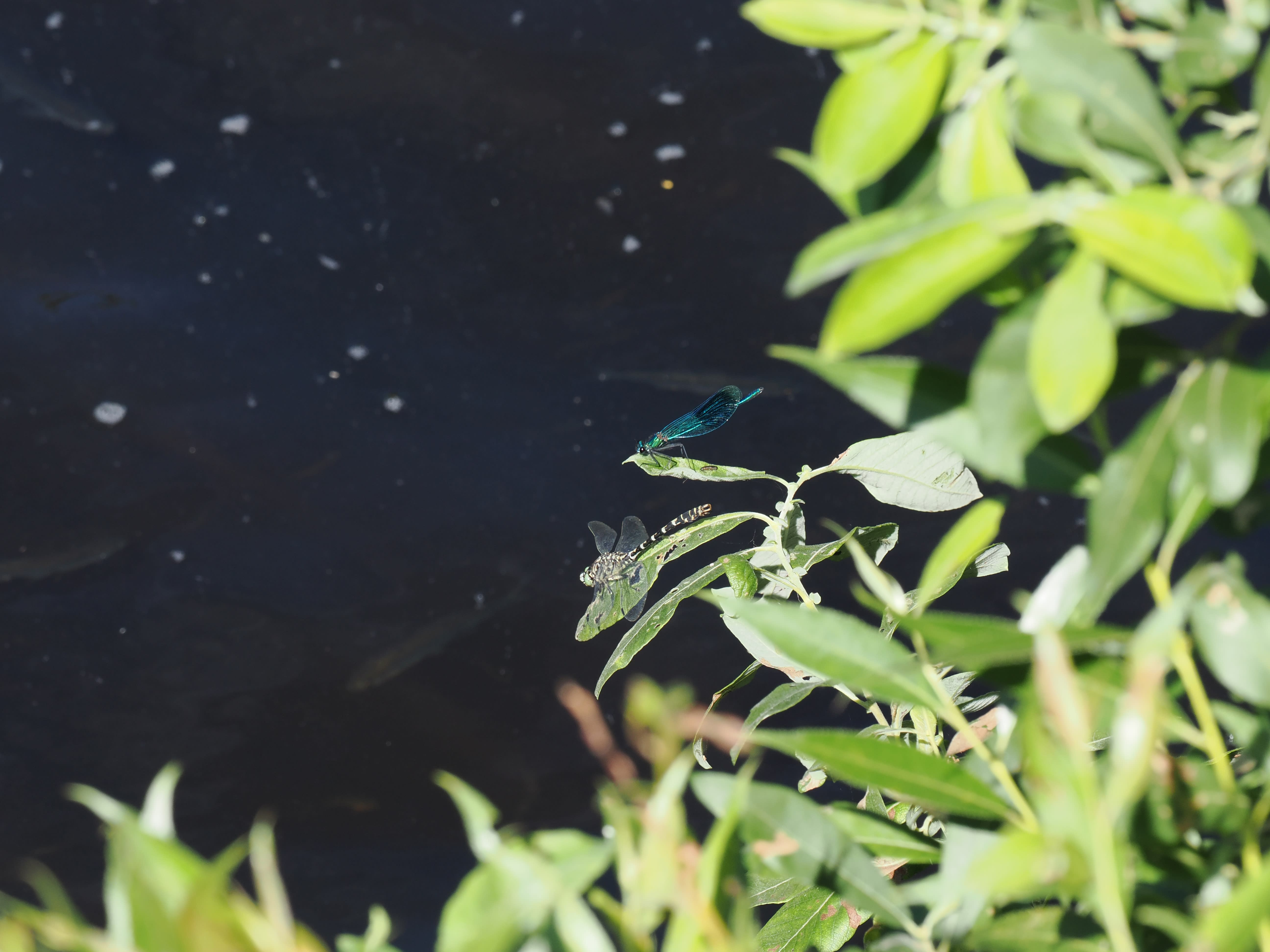 Onychogomphus forcipatus — Small pincertail and banded demoiselle (Calopteryx splendens). Skebobruk, Uppland. 2026.