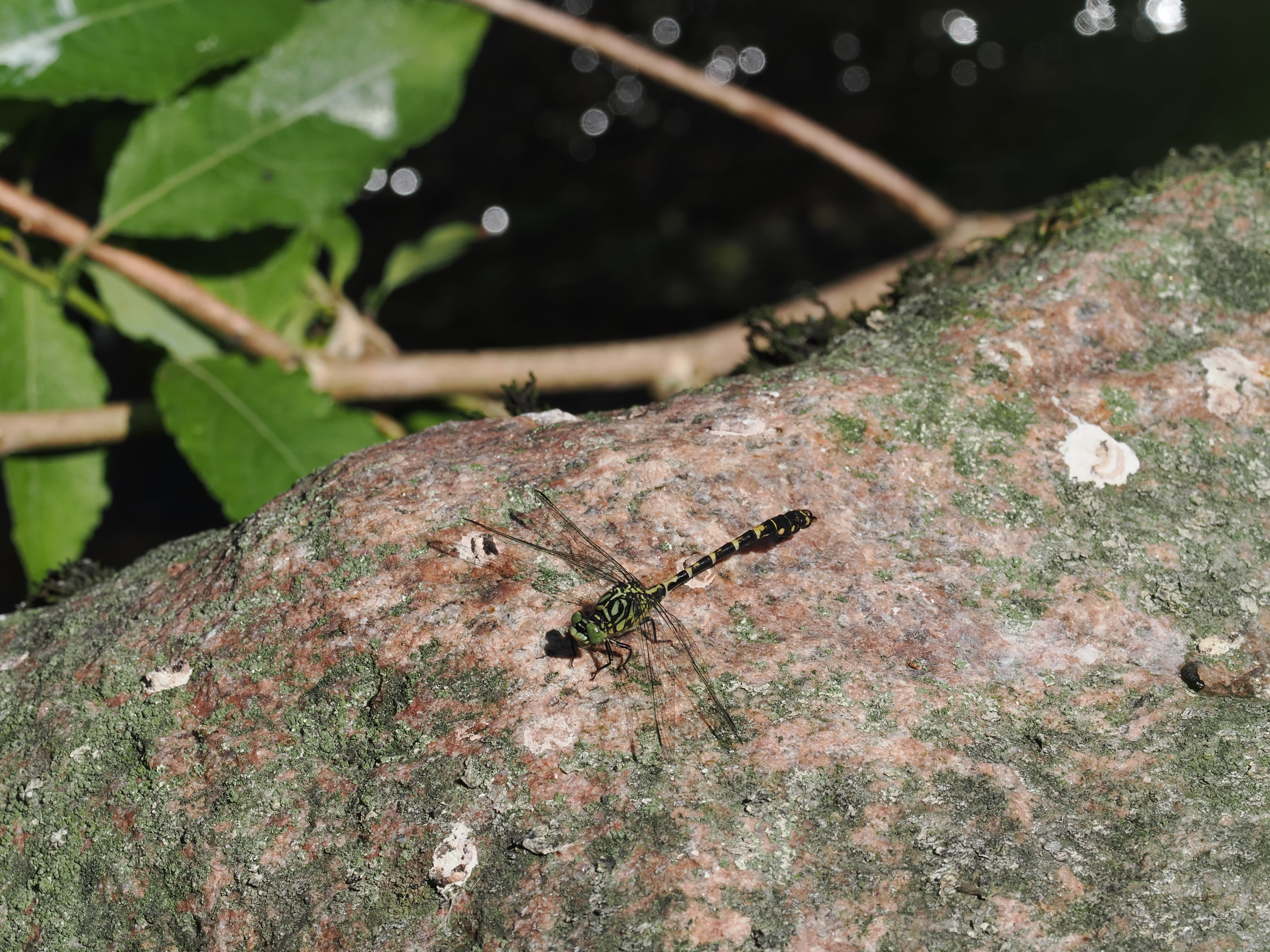 Image from Onychogomphus forcipatus album
