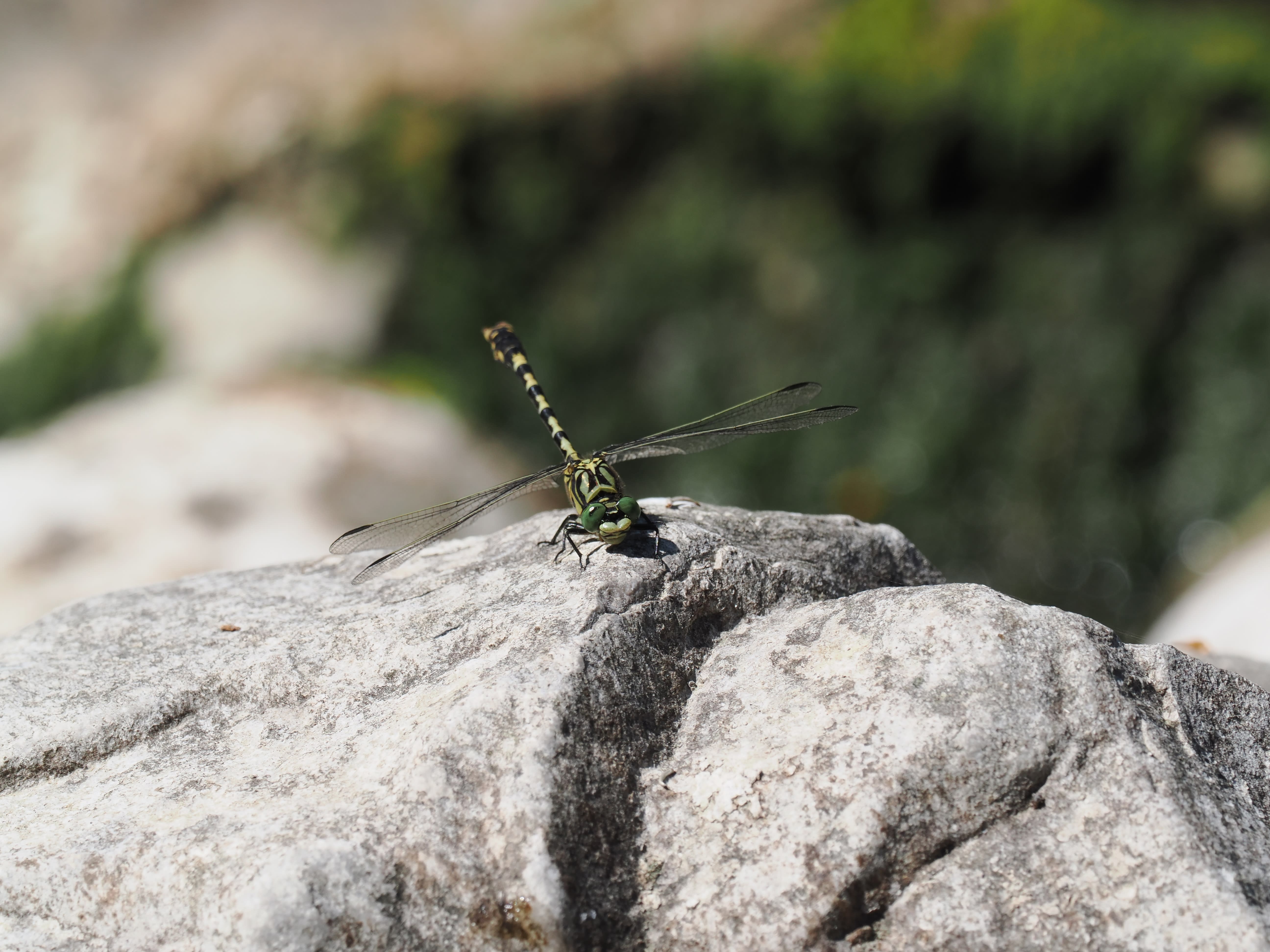 Image from Onychogomphus forcipatus album