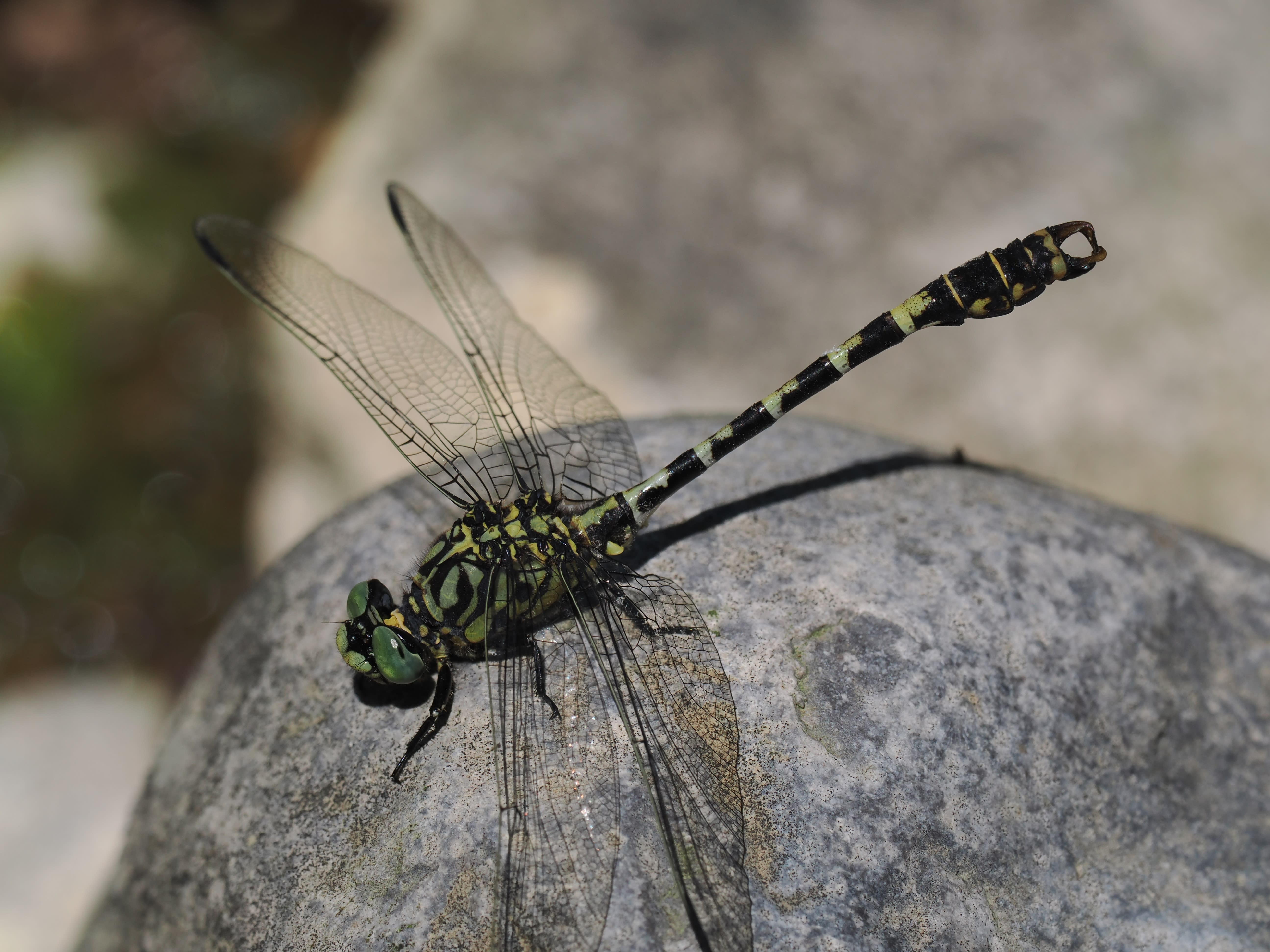 Image from Onychogomphus forcipatus album