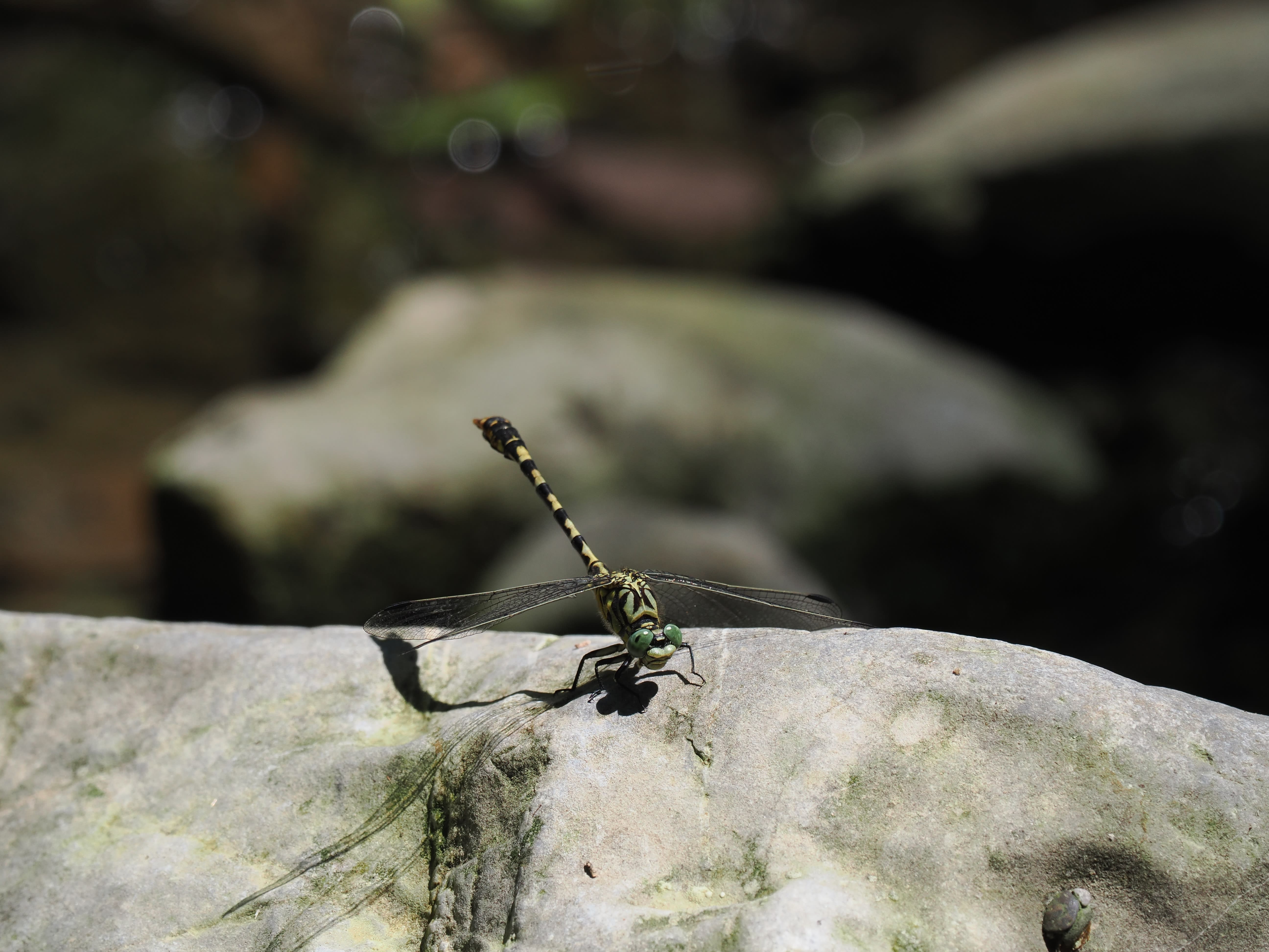 Image from Onychogomphus forcipatus album