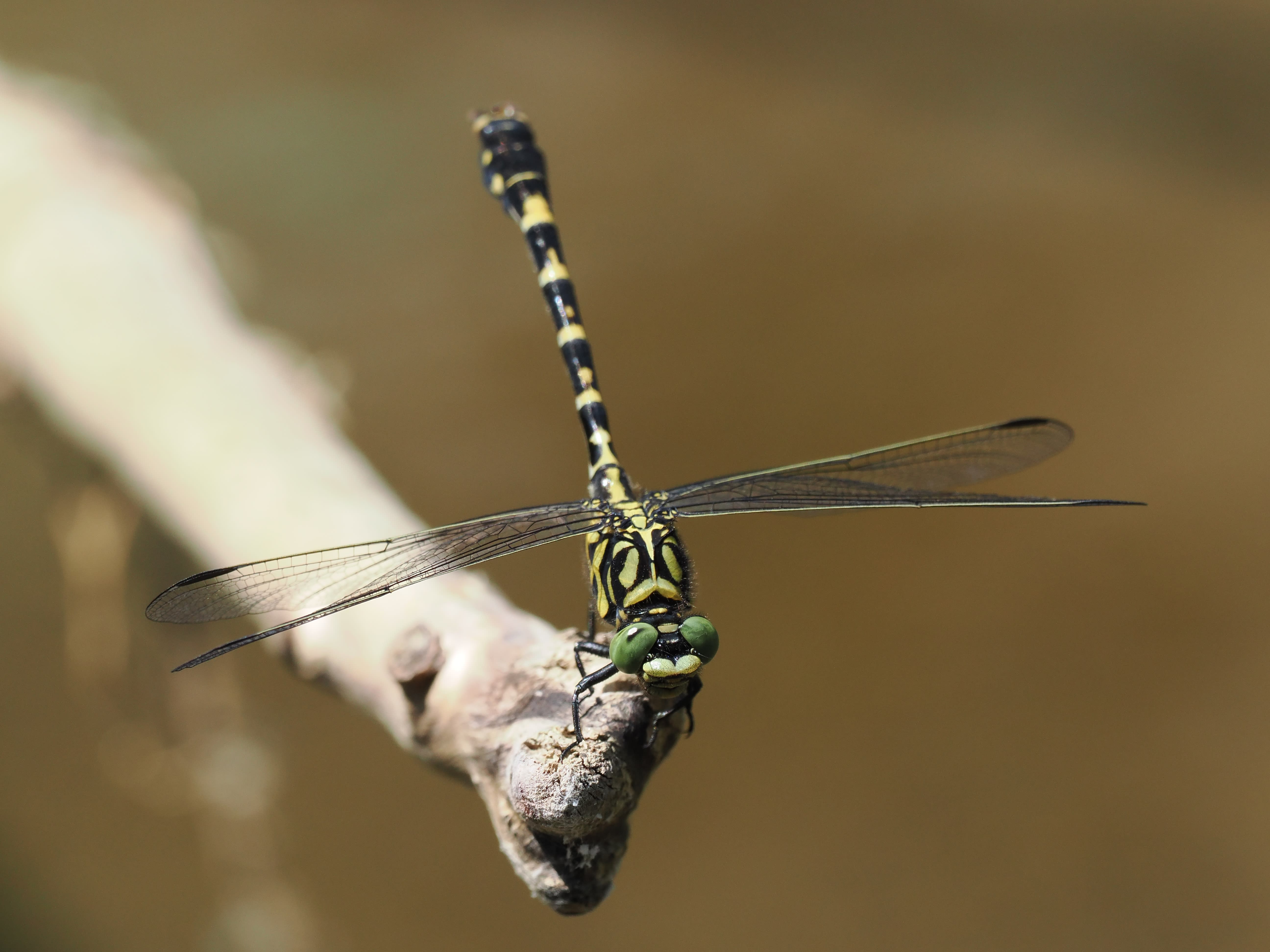 Image from Onychogomphus forcipatus album