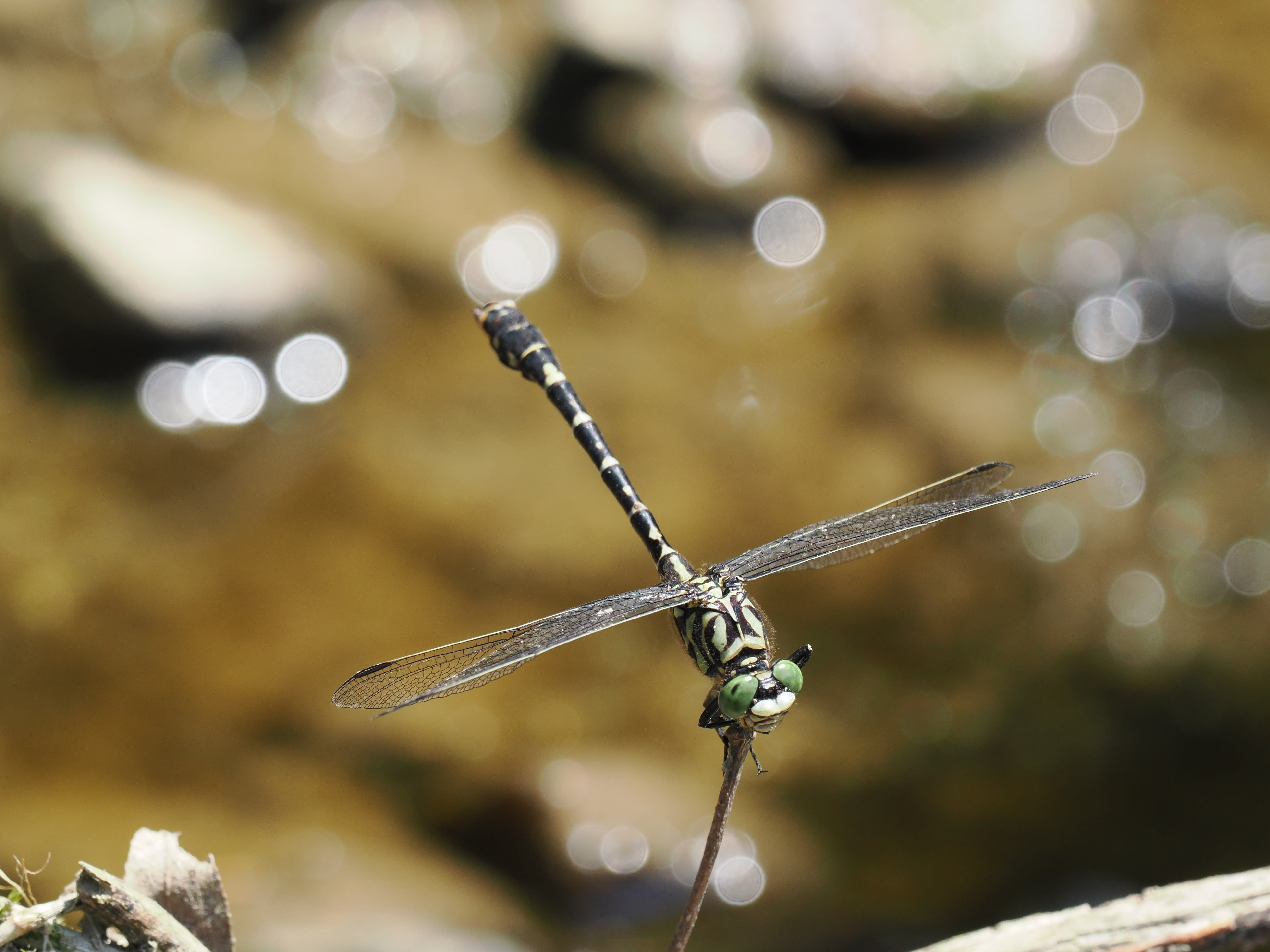 Image from Onychogomphus forcipatus album