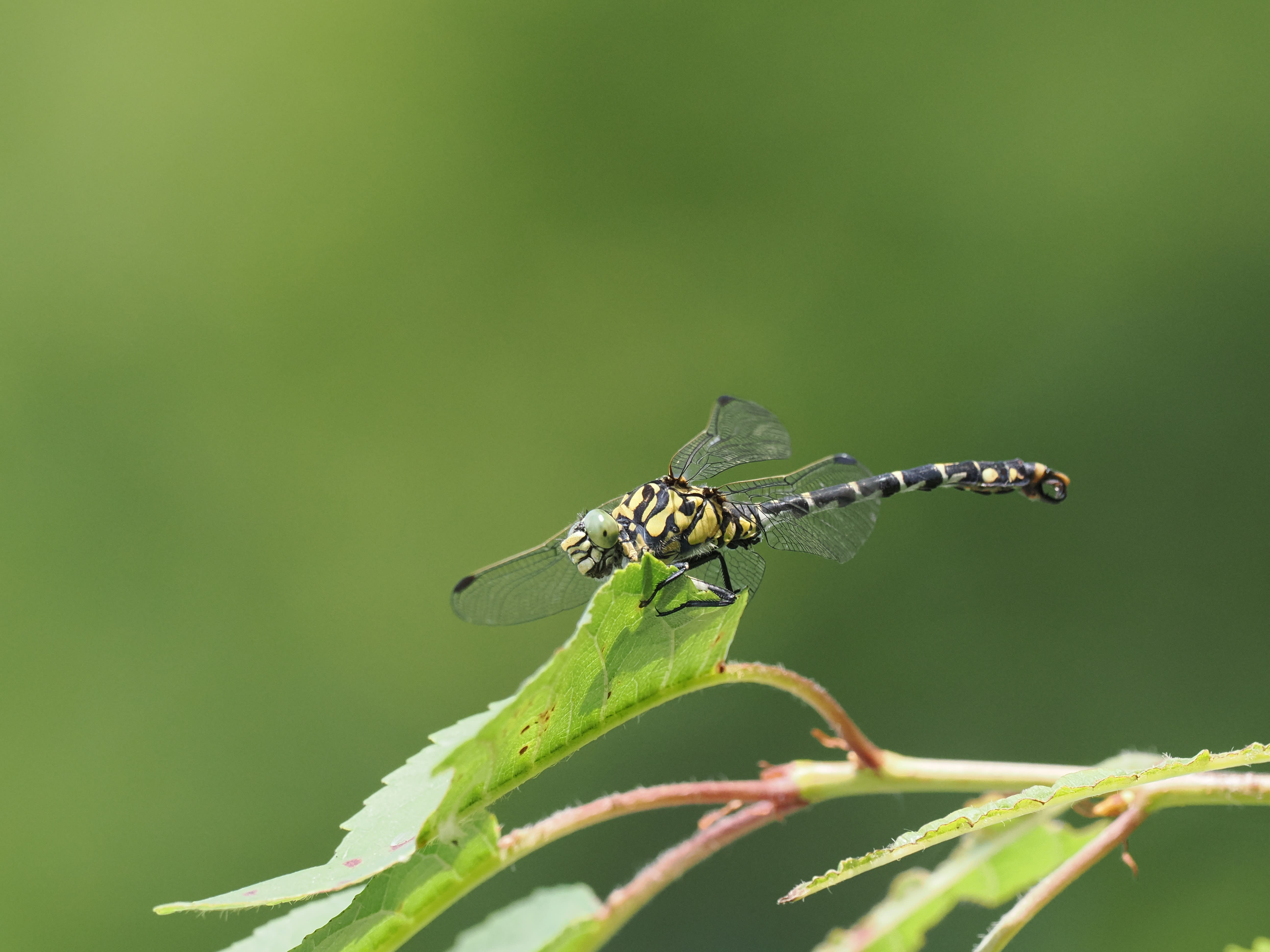 Image from Onychogomphus forcipatus album