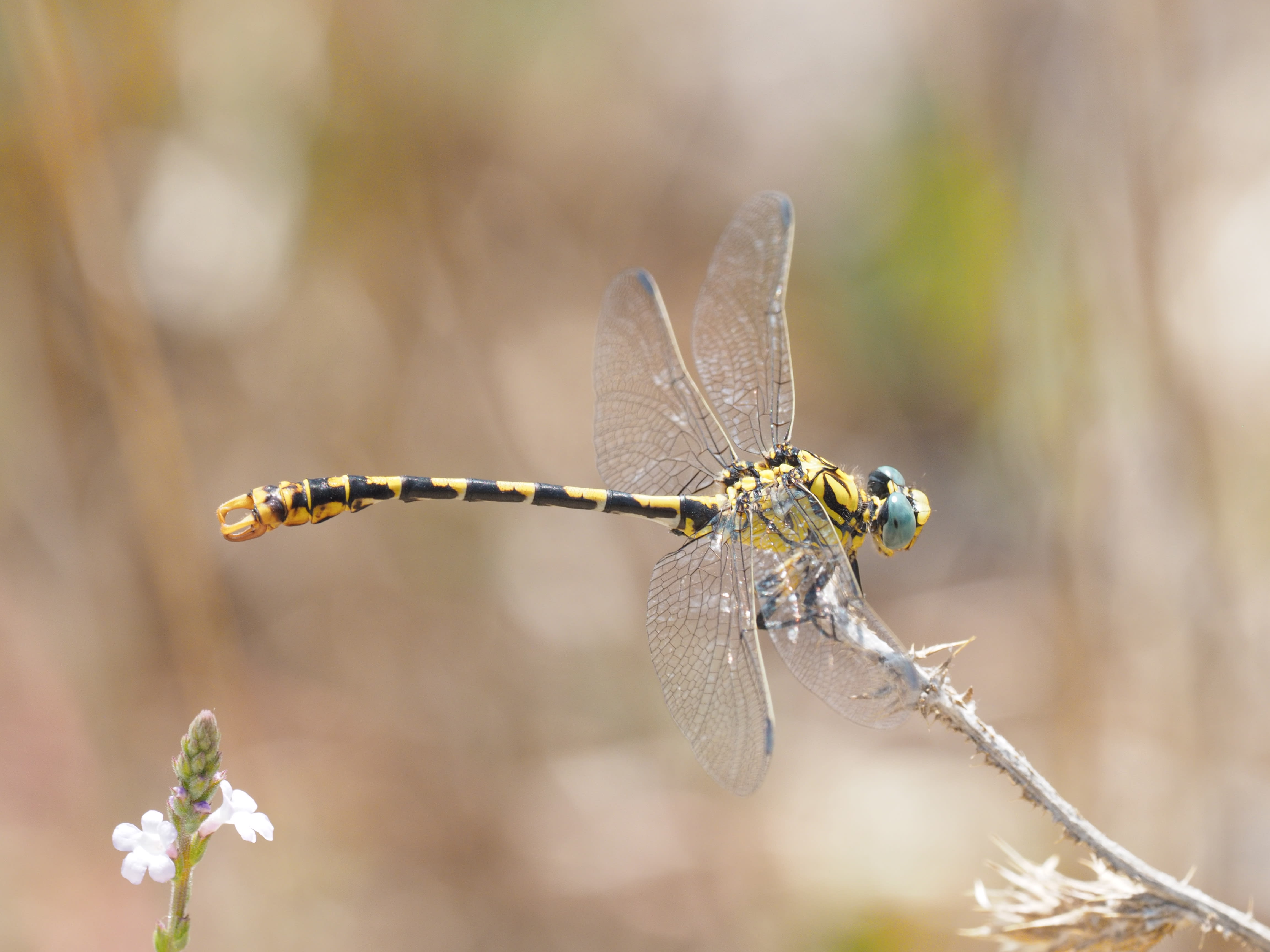 Image from Onychogomphus forcipatus album